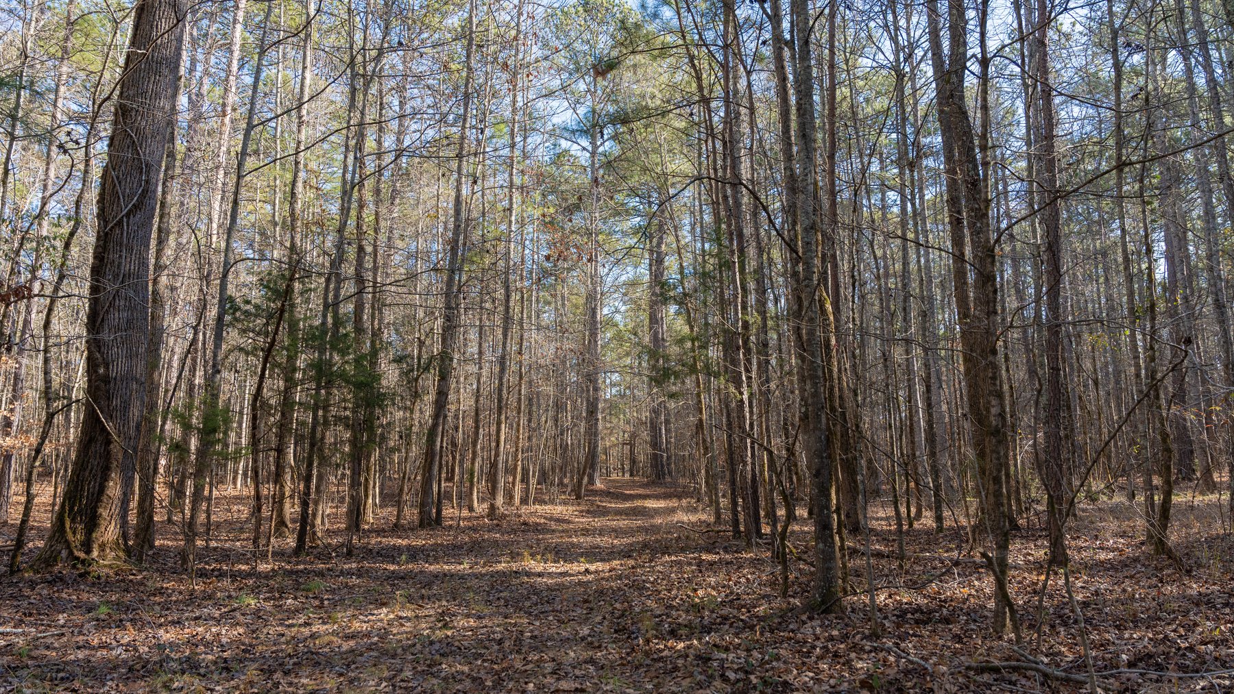 Image for 38.2 +/- Acres - Higgins Curve - Prime Building Lots w/ Recreational Acreage - Offered Divided & As A Whole