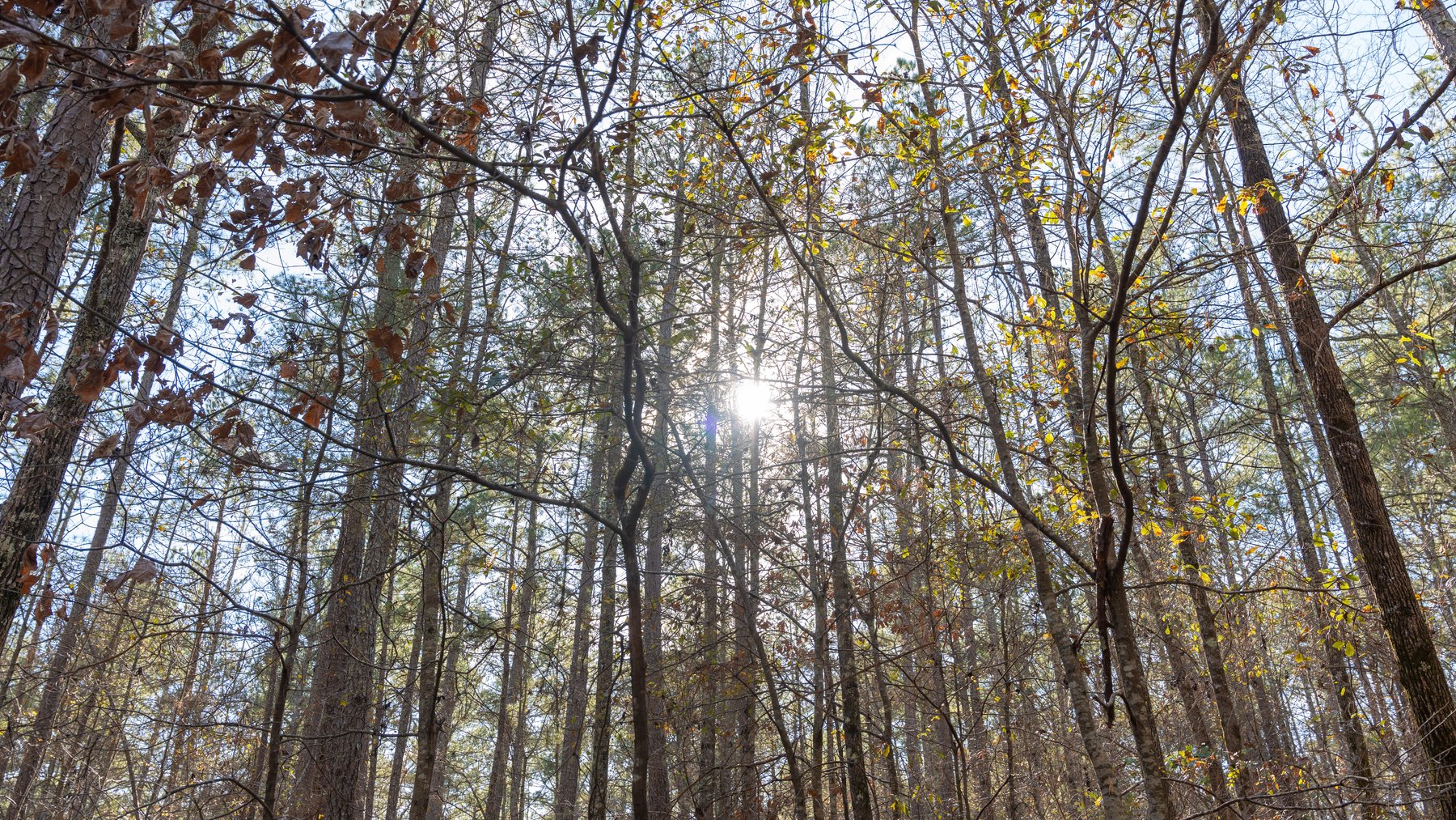 Image for 38.2 +/- Acres - Higgins Curve - Prime Building Lots w/ Recreational Acreage - Offered Divided & As A Whole