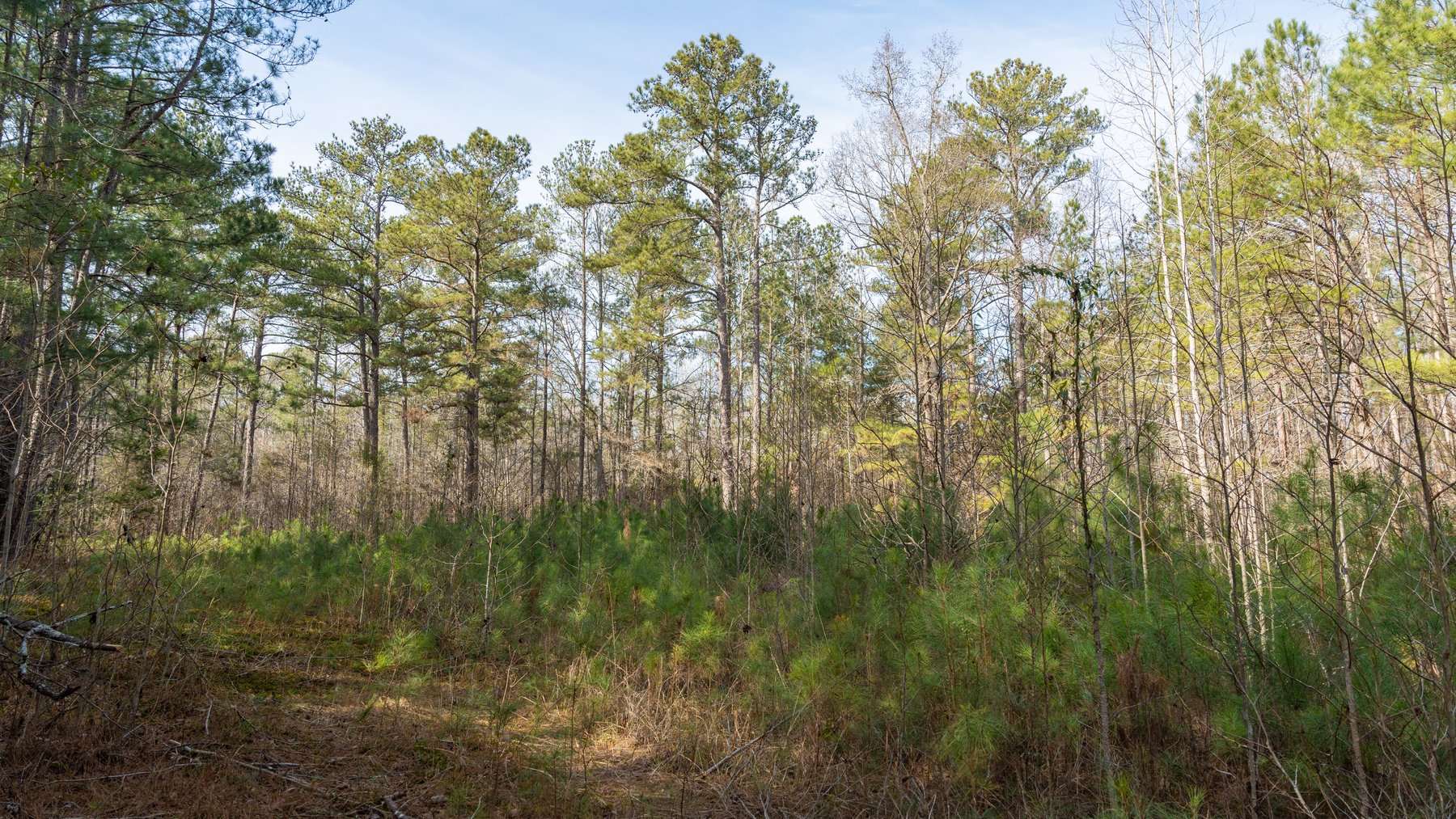 Image for 38.2 +/- Acres - Higgins Curve - Prime Building Lots w/ Recreational Acreage - Offered Divided & As A Whole