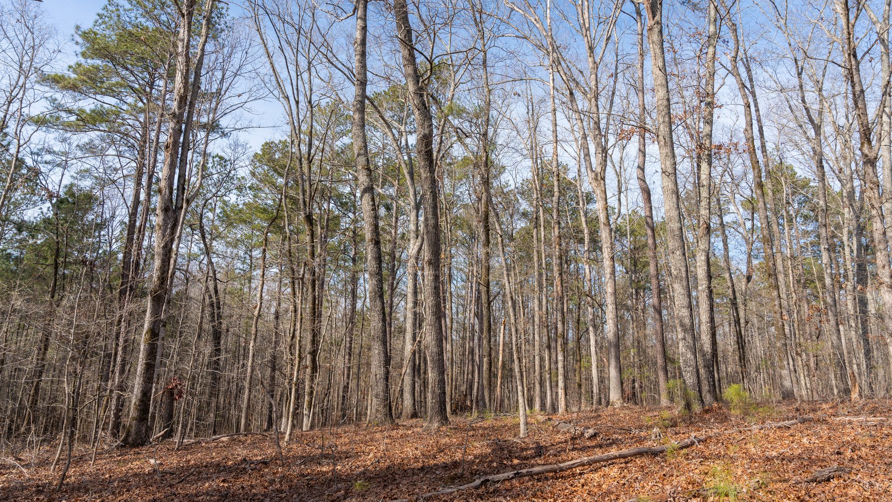 Image for 38.2 +/- Acres - Higgins Curve - Prime Building Lots w/ Recreational Acreage - Offered Divided & As A Whole