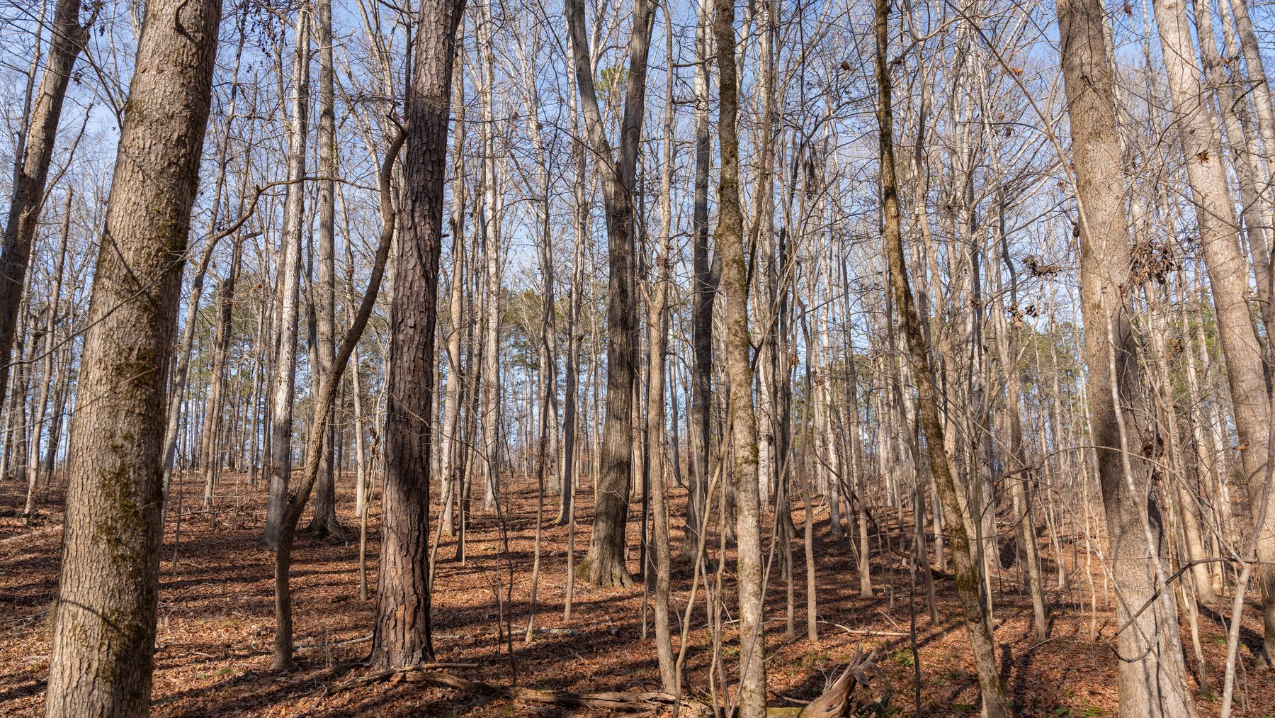 Image for 38.2 +/- Acres - Higgins Curve - Prime Building Lots w/ Recreational Acreage - Offered Divided & As A Whole