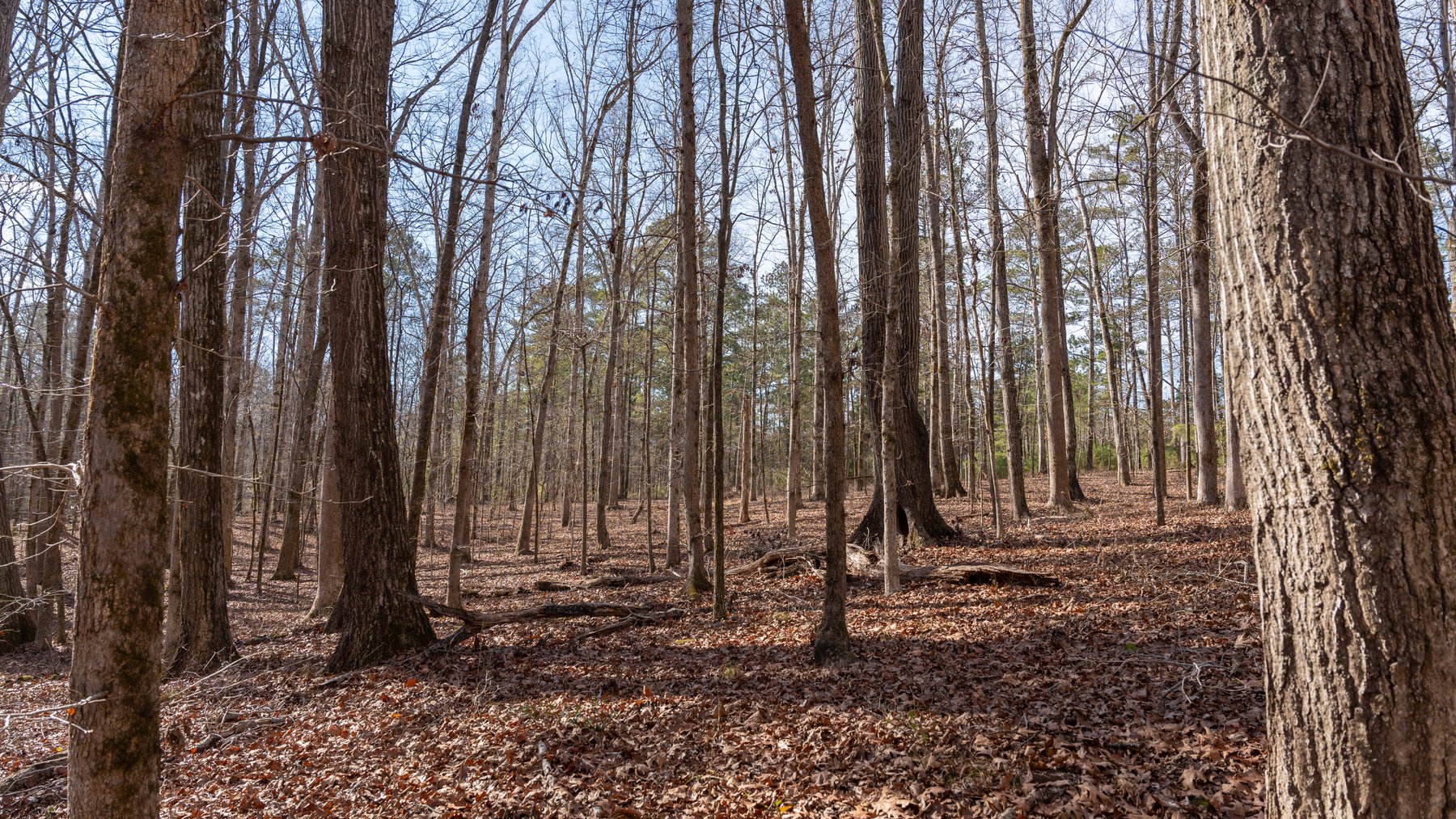 Image for 38.2 +/- Acres - Higgins Curve - Prime Building Lots w/ Recreational Acreage - Offered Divided & As A Whole