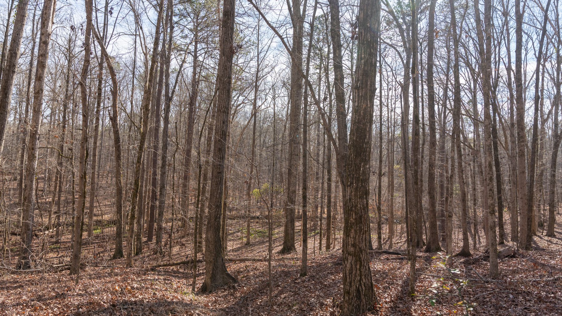 Image for 38.2 +/- Acres - Higgins Curve - Prime Building Lots w/ Recreational Acreage - Offered Divided & As A Whole