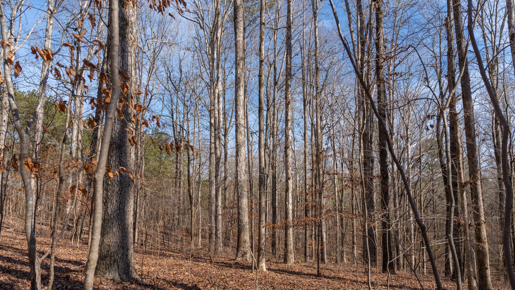 Image for 38.2 +/- Acres - Higgins Curve - Prime Building Lots w/ Recreational Acreage - Offered Divided & As A Whole