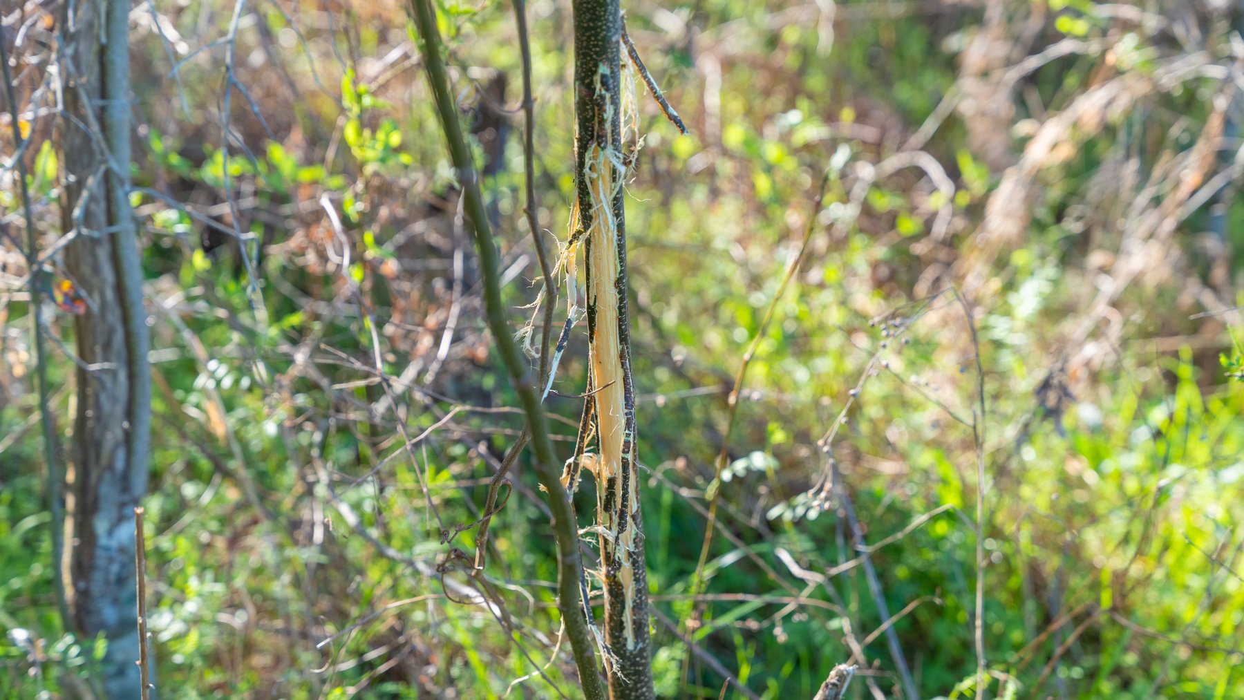 Image for 661+/- Acres - The Grass Farm - Highly Productive Irrigated Row Crop Farm - Ag & Recreational Investment Opportunity