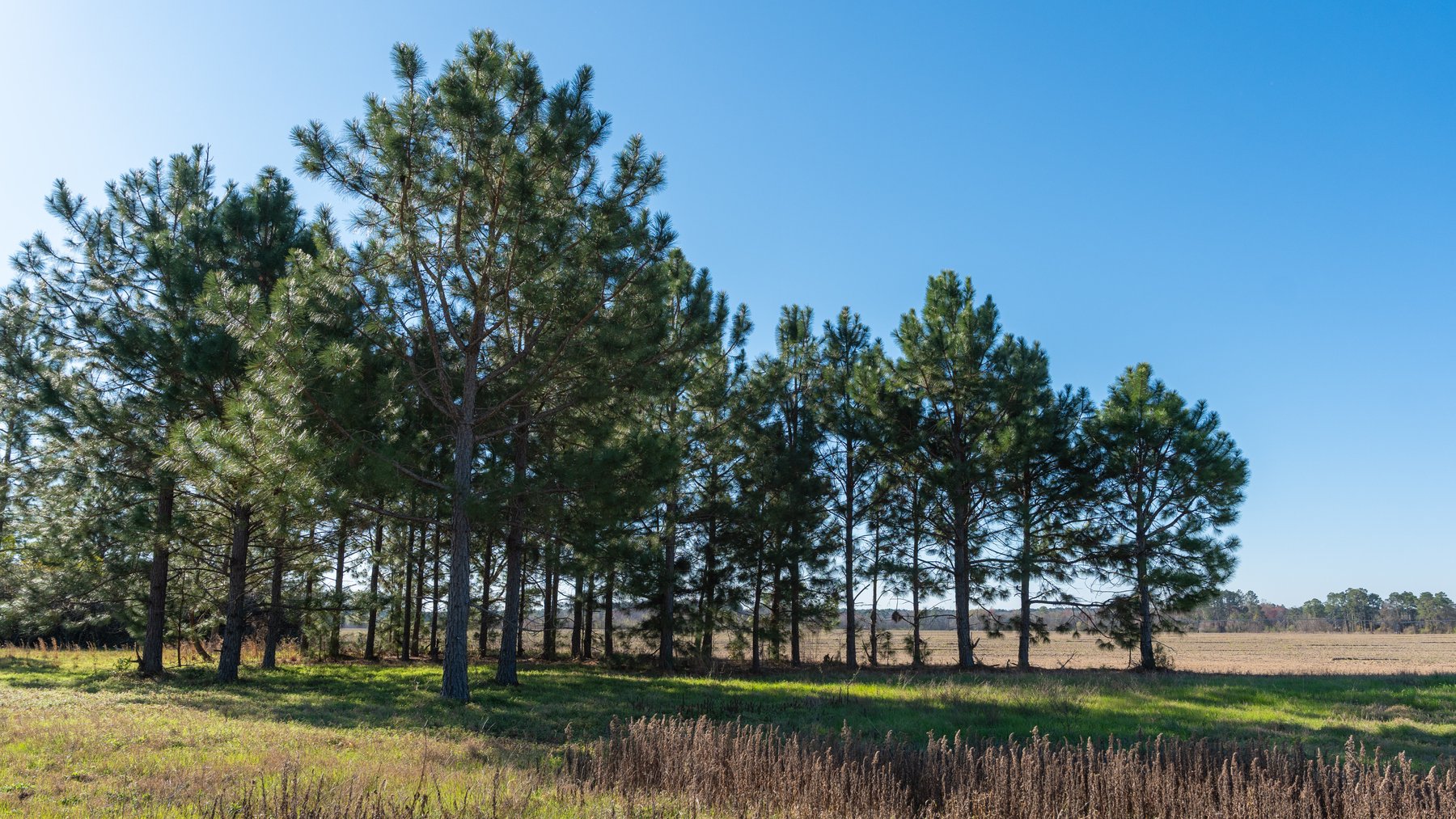 Image for 661+/- Acres - The Grass Farm - Highly Productive Irrigated Row Crop Farm - Ag & Recreational Investment Opportunity