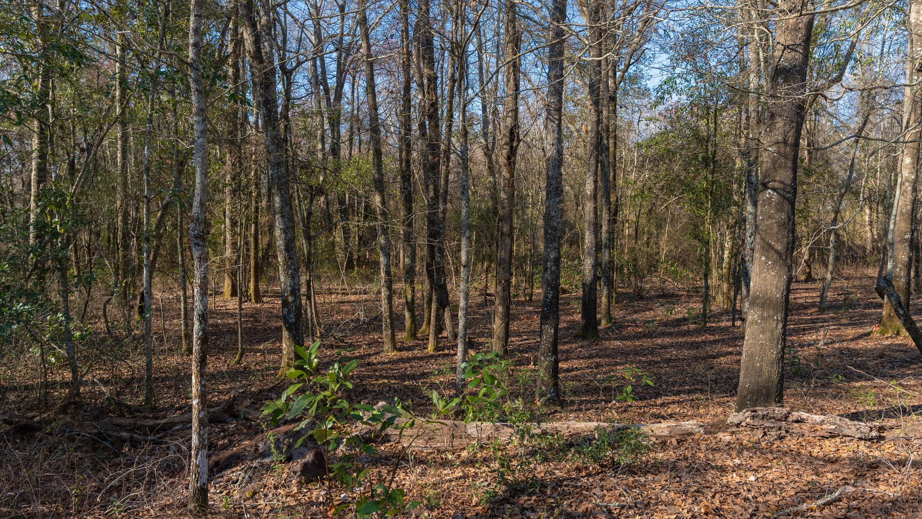 Image for 661+/- Acres - The Grass Farm - Highly Productive Irrigated Row Crop Farm - Ag & Recreational Investment Opportunity