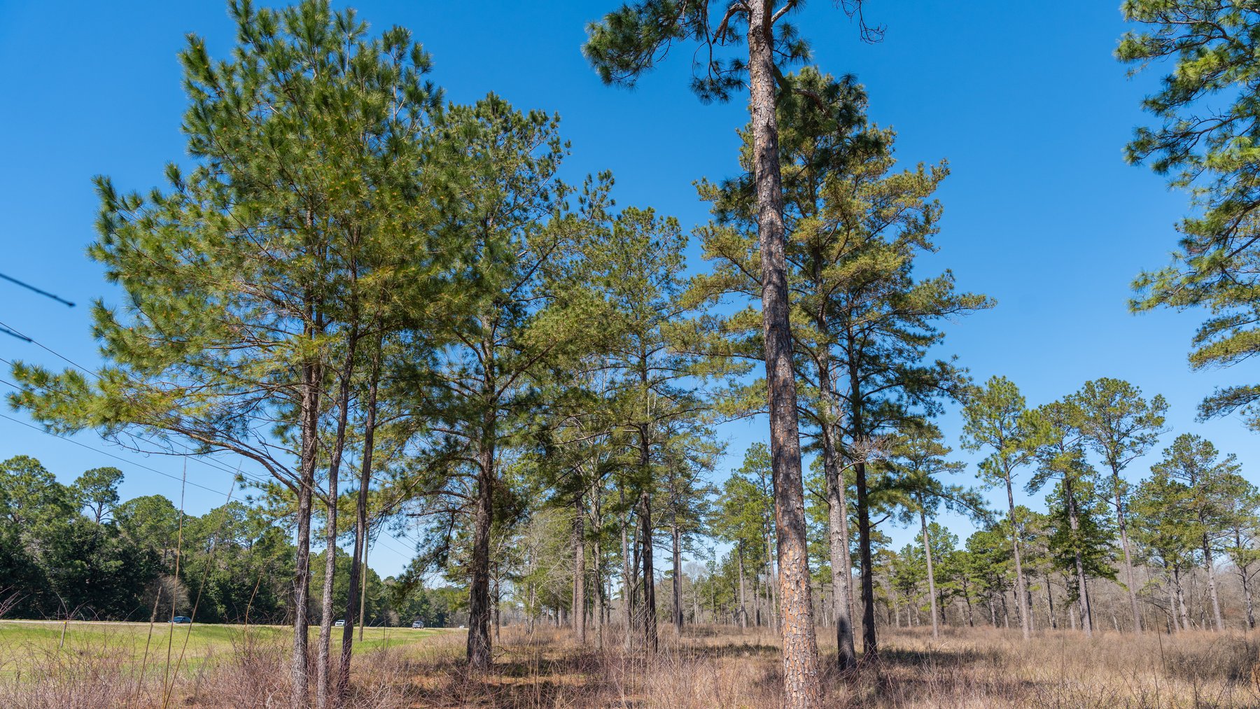 Image for 48.40+/- Acres - Oakland Plantation Commercial Acreage