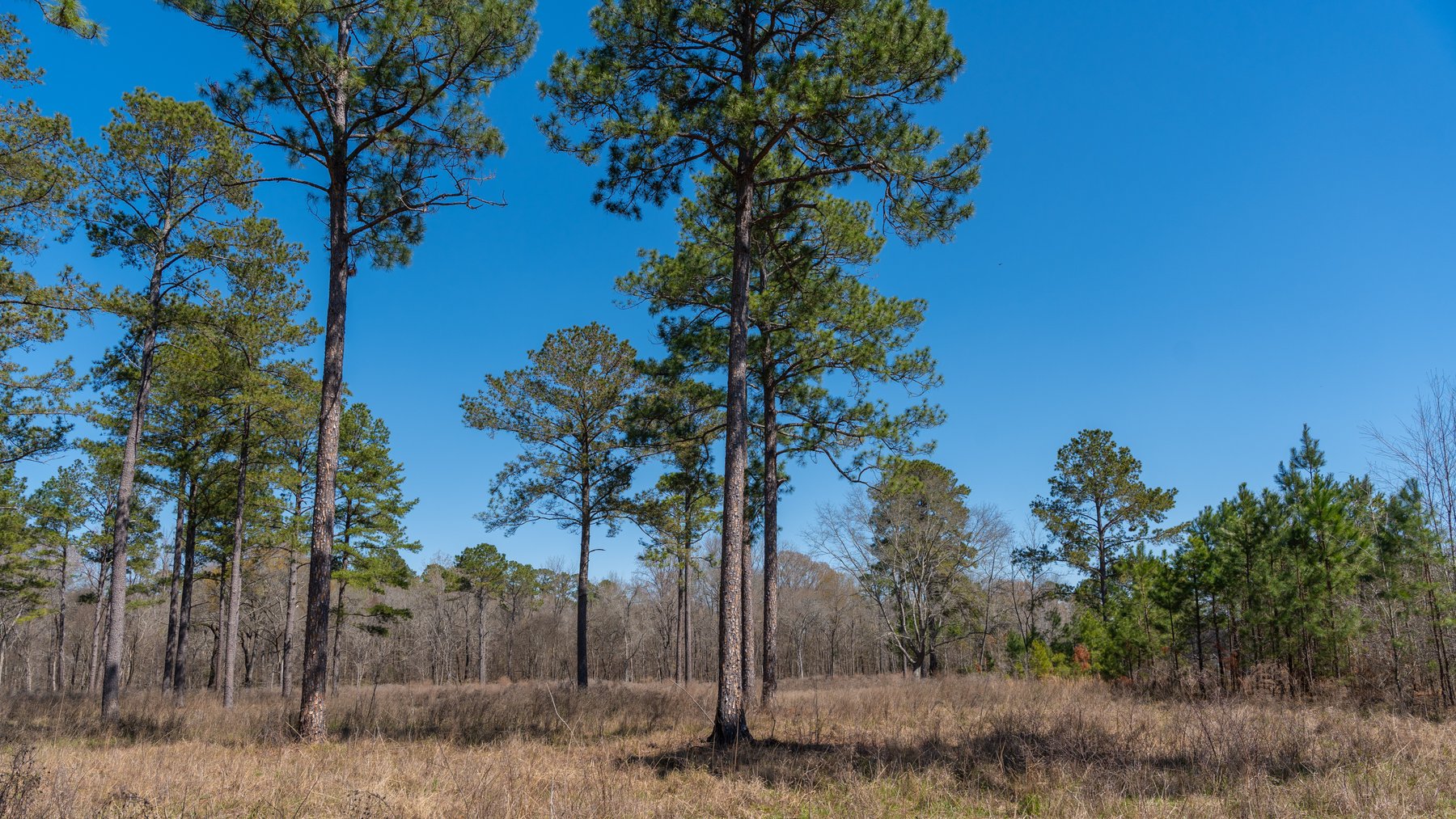 Image for 48.40+/- Acres - Oakland Plantation Commercial Acreage