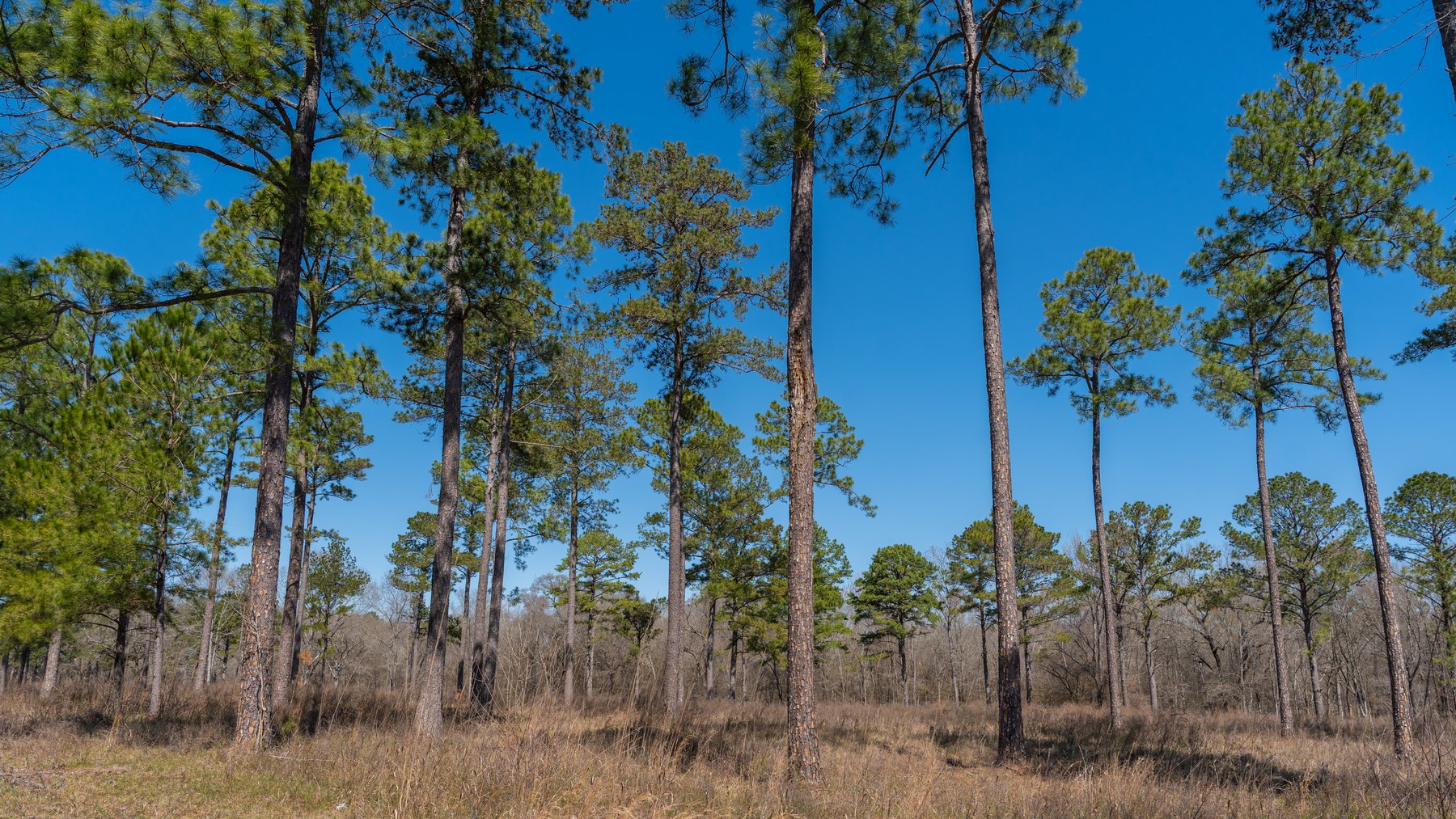 Image for 48.40+/- Acres - Oakland Plantation Commercial Acreage