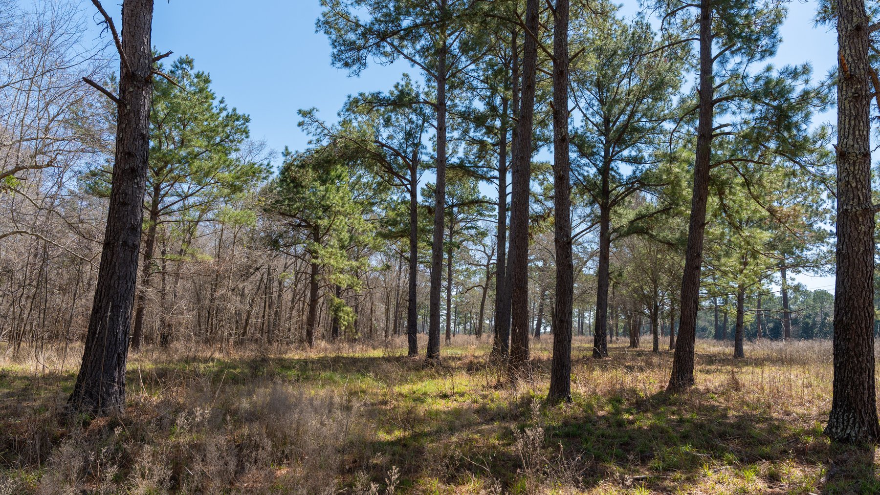 Image for 48.40+/- Acres - Oakland Plantation Commercial Acreage