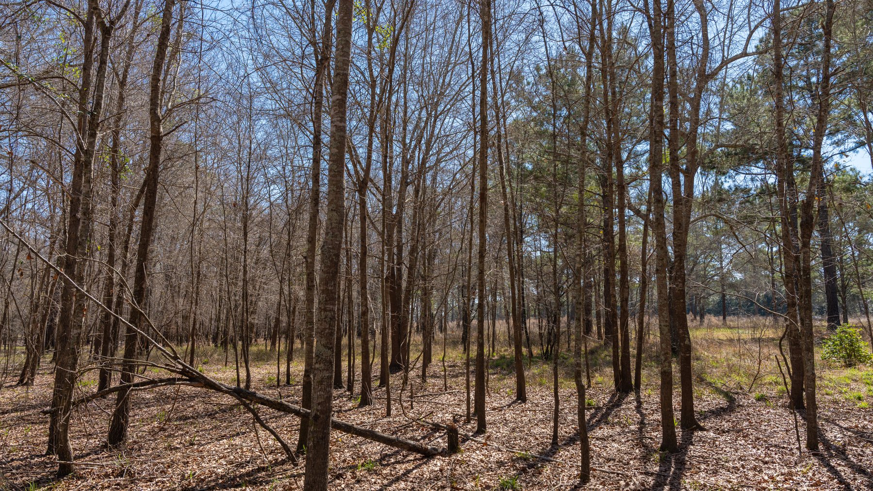 Image for 48.40+/- Acres - Oakland Plantation Commercial Acreage