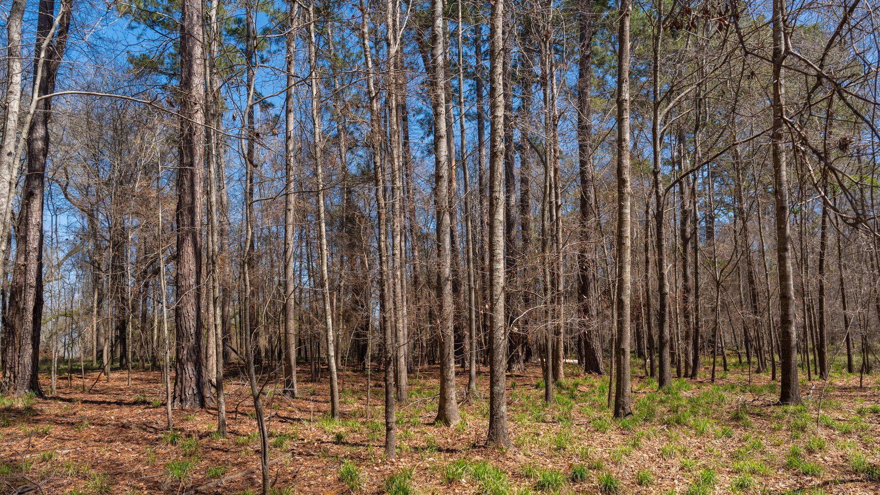 Image for 48.40+/- Acres - Oakland Plantation Commercial Acreage