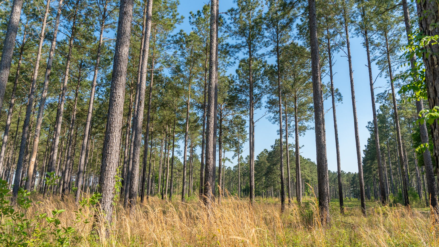 Image for 1,326 +/- Acres – Quail Crest Farms - Custom Lodge w/ Irrigated Acreage - Recreational Investment Opportunity