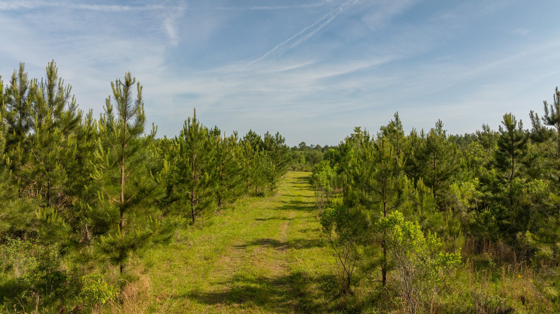 Image for 195+/- Total Acres - Premium Recreational Tract - Trophy Whitetails, Stocked Ponds & Plantation Pines