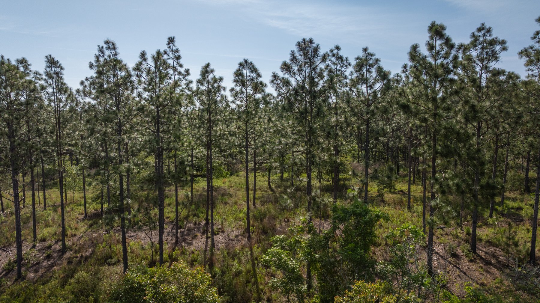 Image for 195+/- Total Acres - Premium Recreational Tract - Trophy Whitetails, Stocked Ponds & Plantation Pines
