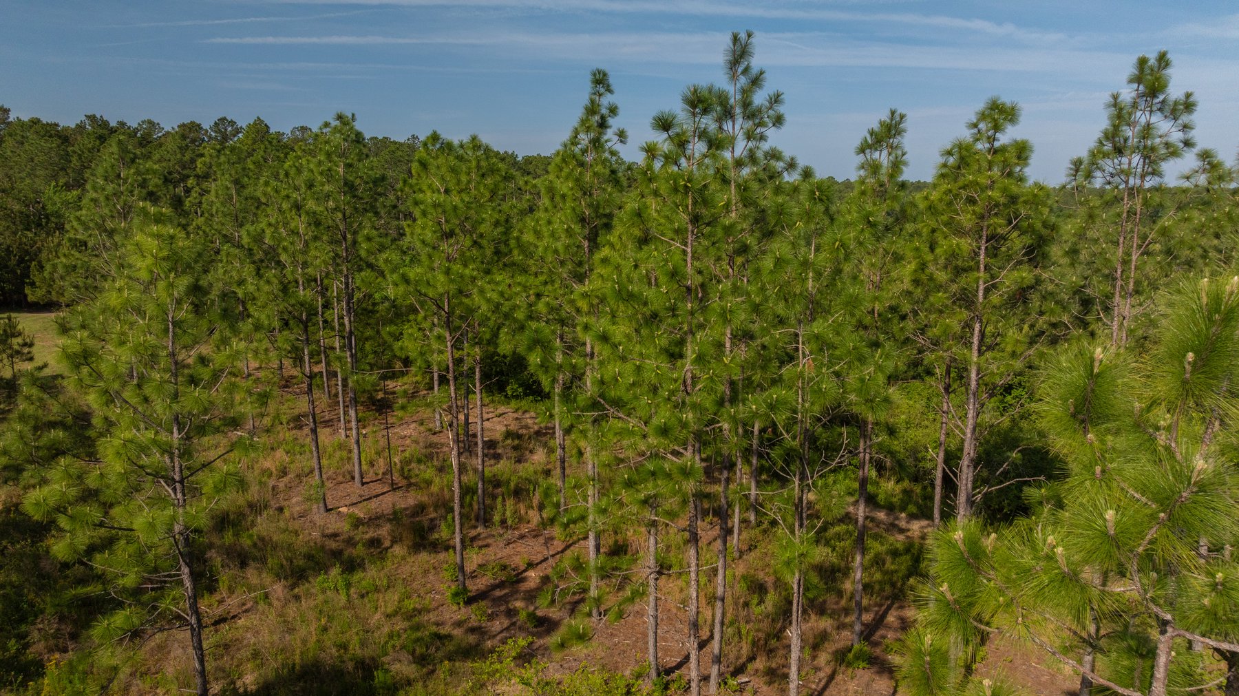 Image for 195+/- Total Acres - Premium Recreational Tract - Trophy Whitetails, Stocked Ponds & Plantation Pines