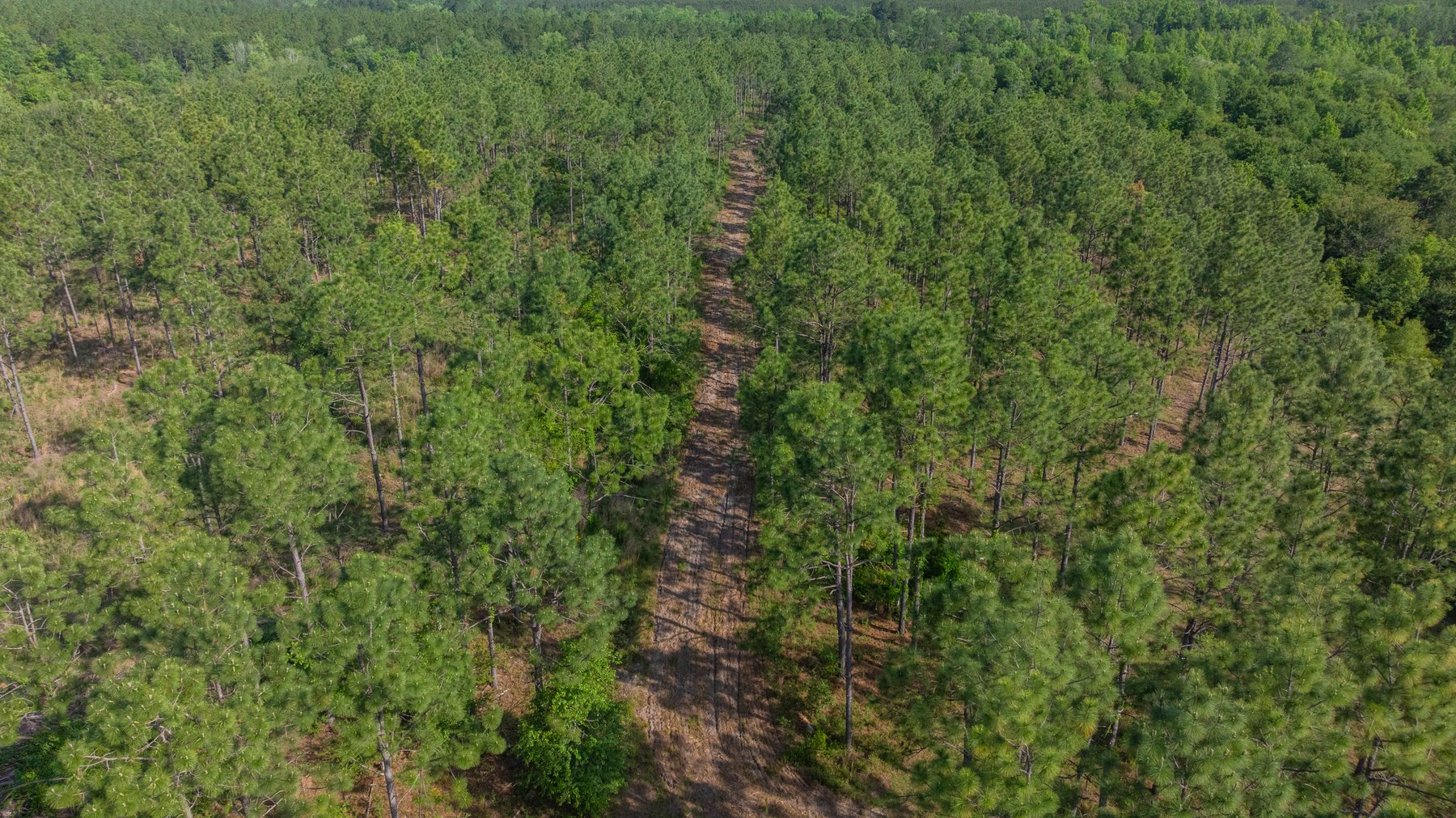 Image for 195+/- Total Acres - Premium Recreational Tract - Trophy Whitetails, Stocked Ponds & Plantation Pines