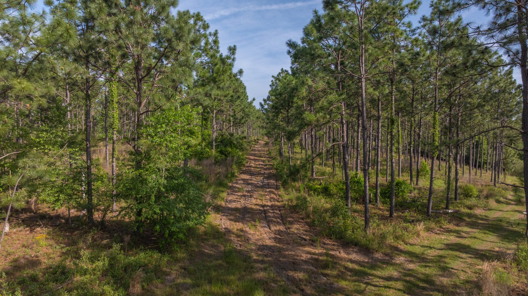 Image for 195+/- Total Acres - Premium Recreational Tract - Trophy Whitetails, Stocked Ponds & Plantation Pines