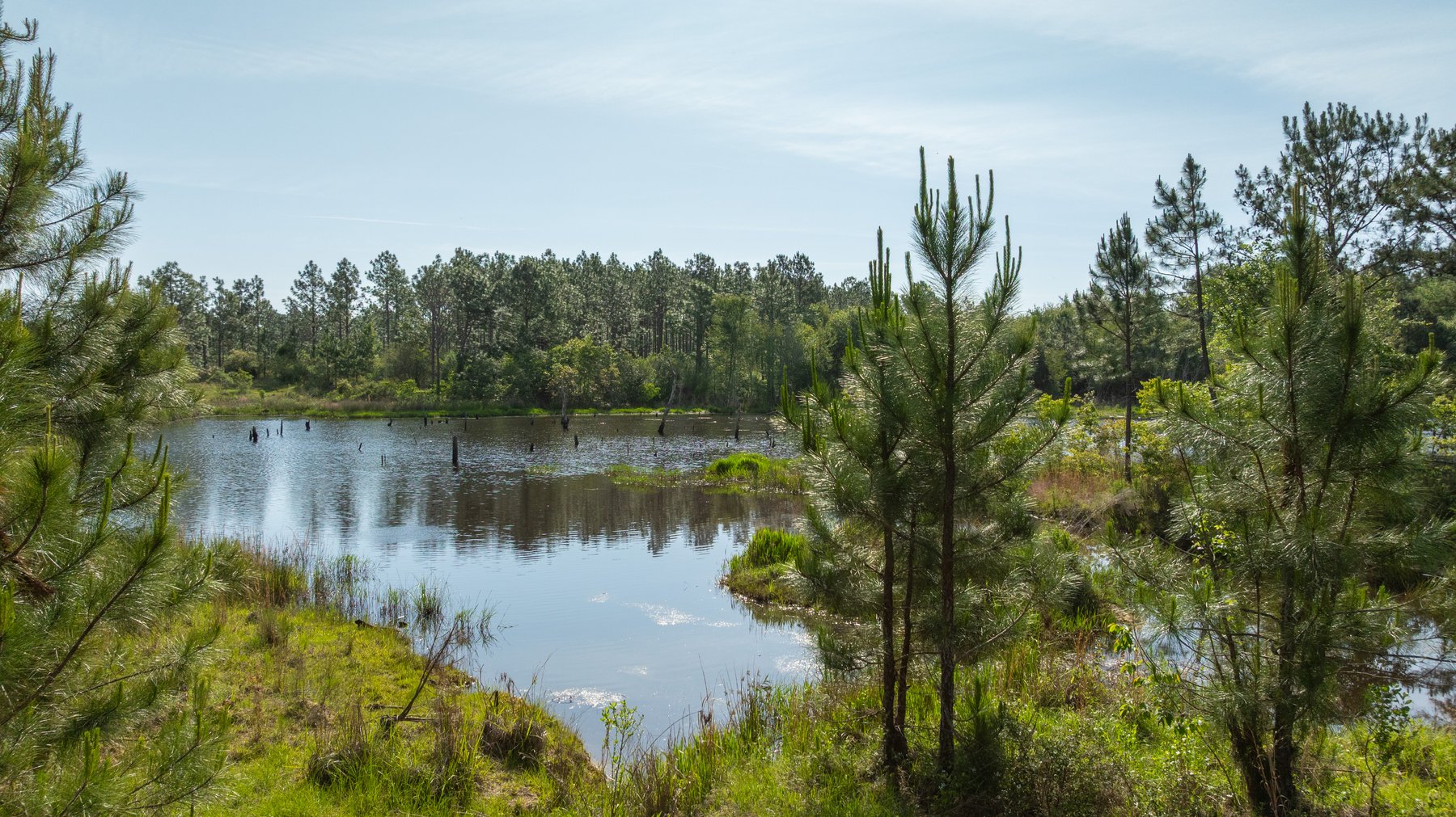 Image for 195+/- Total Acres - Premium Recreational Tract - Trophy Whitetails, Stocked Ponds & Plantation Pines