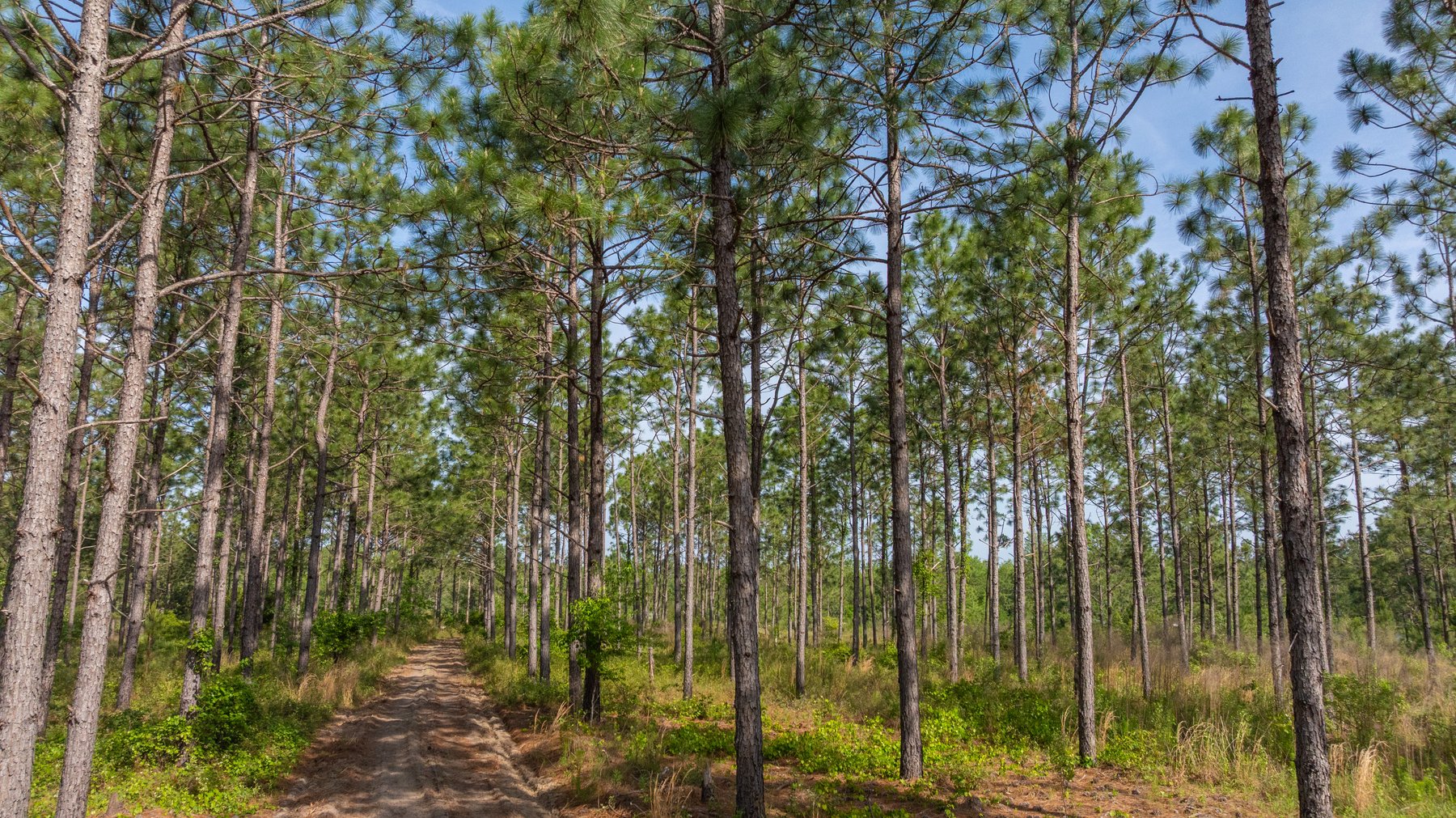 Image for 195+/- Total Acres - Premium Recreational Tract - Trophy Whitetails, Stocked Ponds & Plantation Pines