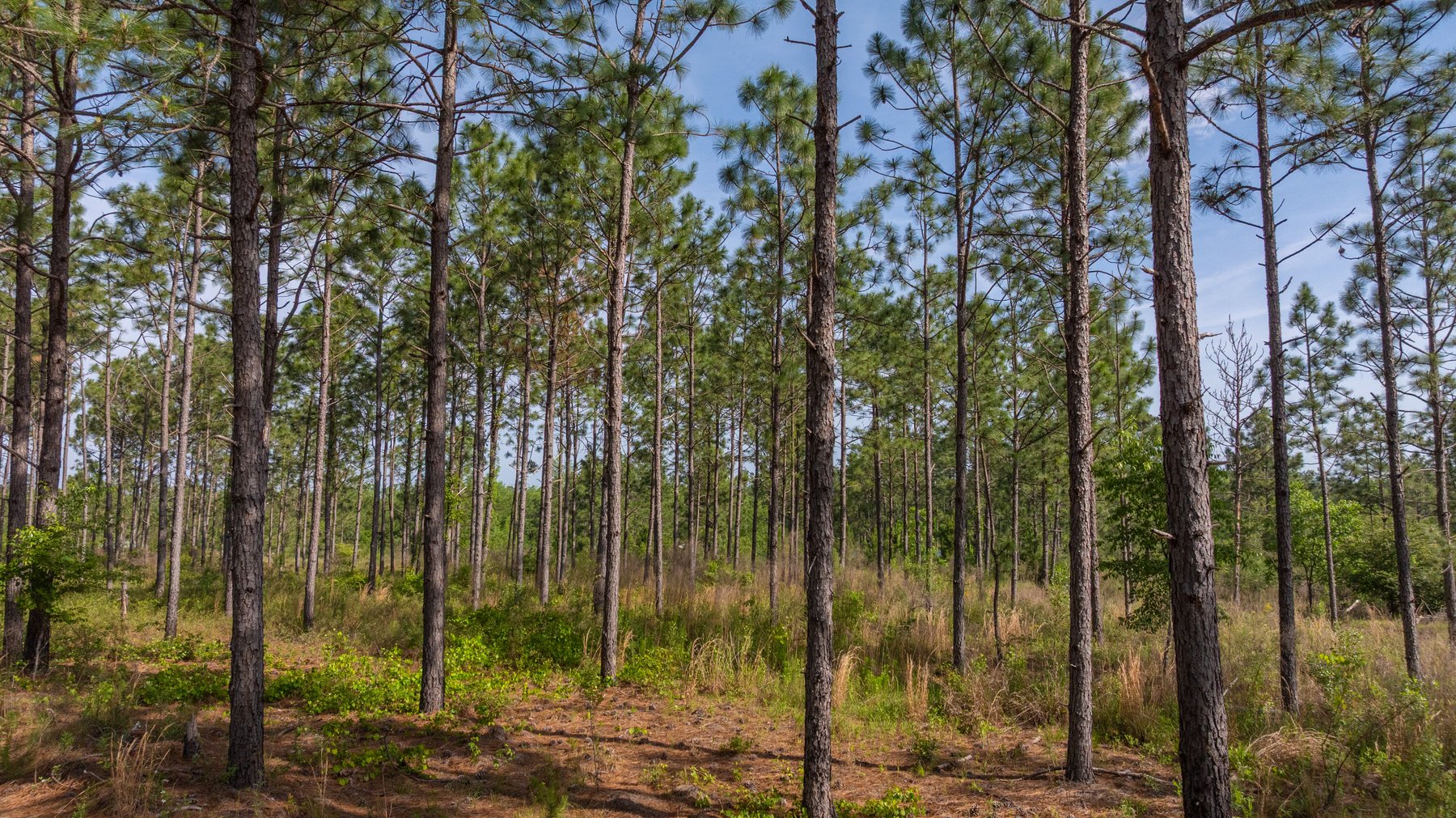 Image for 195+/- Total Acres - Premium Recreational Tract - Trophy Whitetails, Stocked Ponds & Plantation Pines
