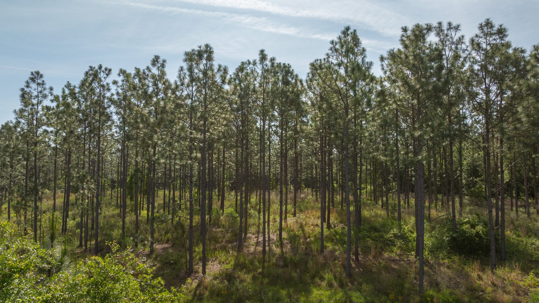 Image for 195+/- Total Acres - Premium Recreational Tract - Trophy Whitetails, Stocked Ponds & Plantation Pines