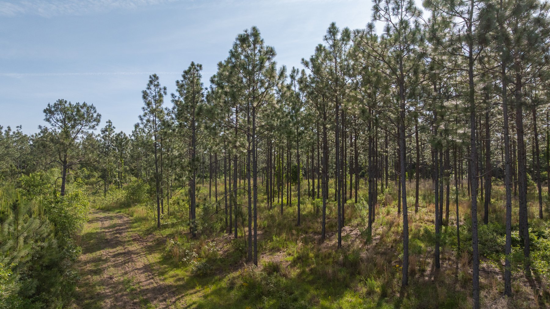 Image for 195+/- Total Acres - Premium Recreational Tract - Trophy Whitetails, Stocked Ponds & Plantation Pines