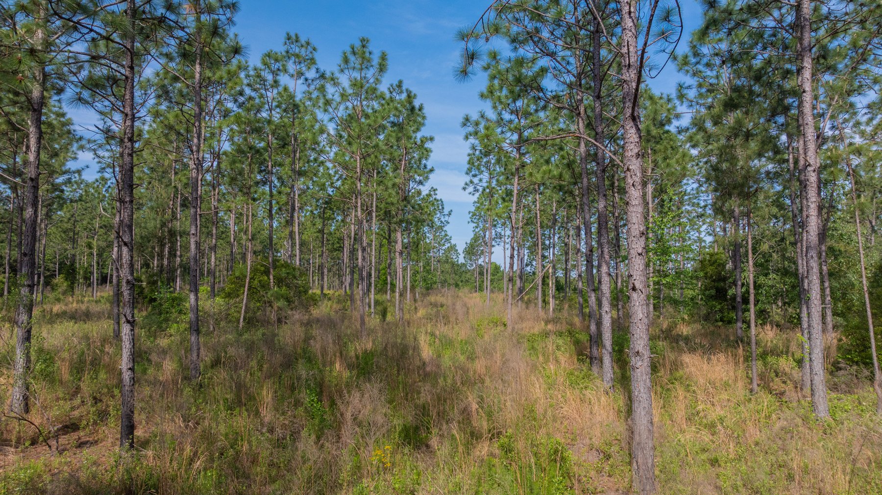 Image for 195+/- Total Acres - Premium Recreational Tract - Trophy Whitetails, Stocked Ponds & Plantation Pines