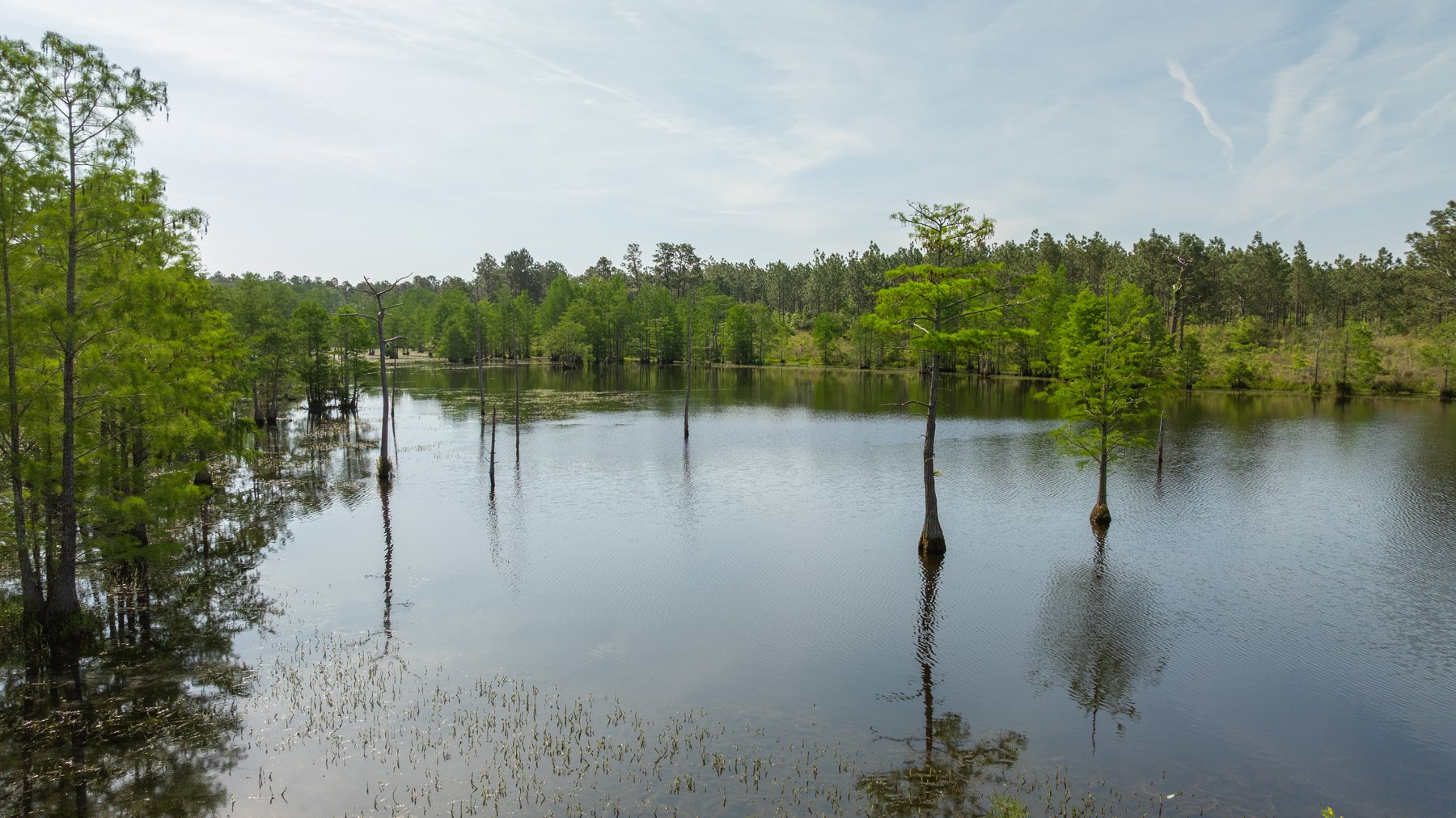 Image for 195+/- Total Acres - Premium Recreational Tract - Trophy Whitetails, Stocked Ponds & Plantation Pines