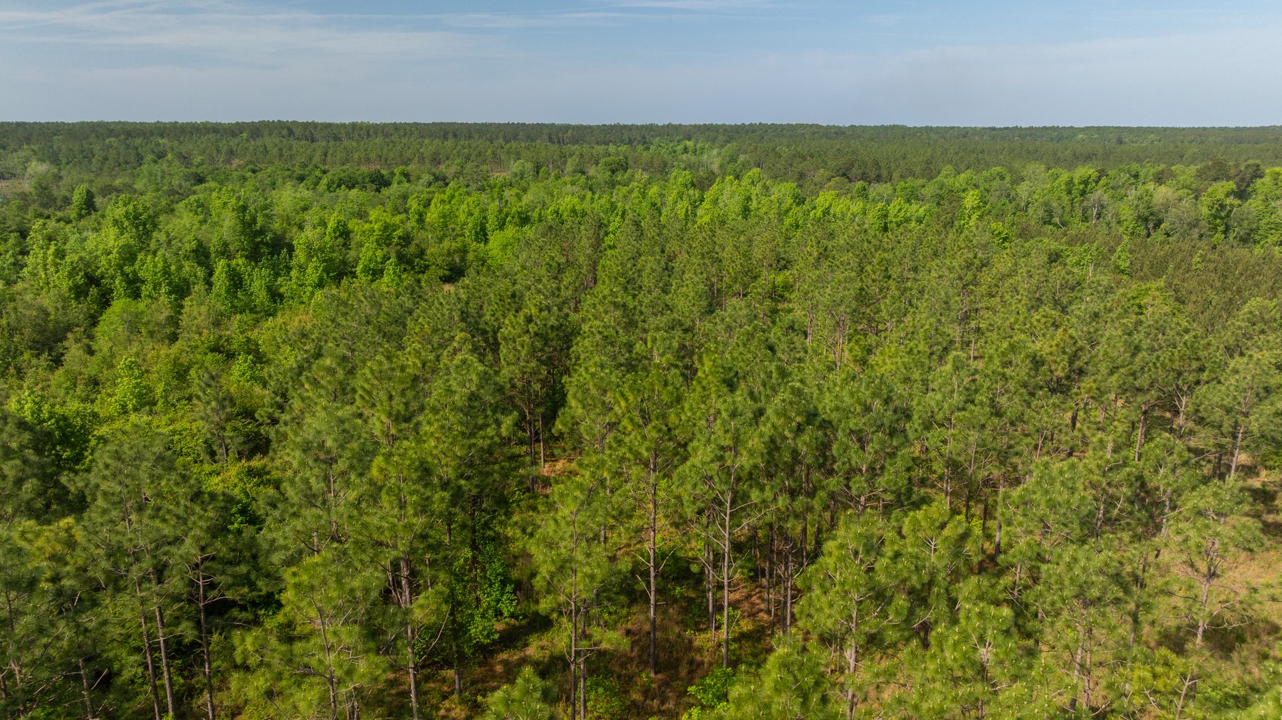 Image for 195+/- Total Acres - Premium Recreational Tract - Trophy Whitetails, Stocked Ponds & Plantation Pines