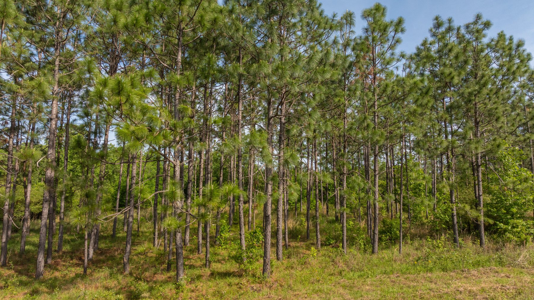 Image for 195+/- Total Acres - Premium Recreational Tract - Trophy Whitetails, Stocked Ponds & Plantation Pines