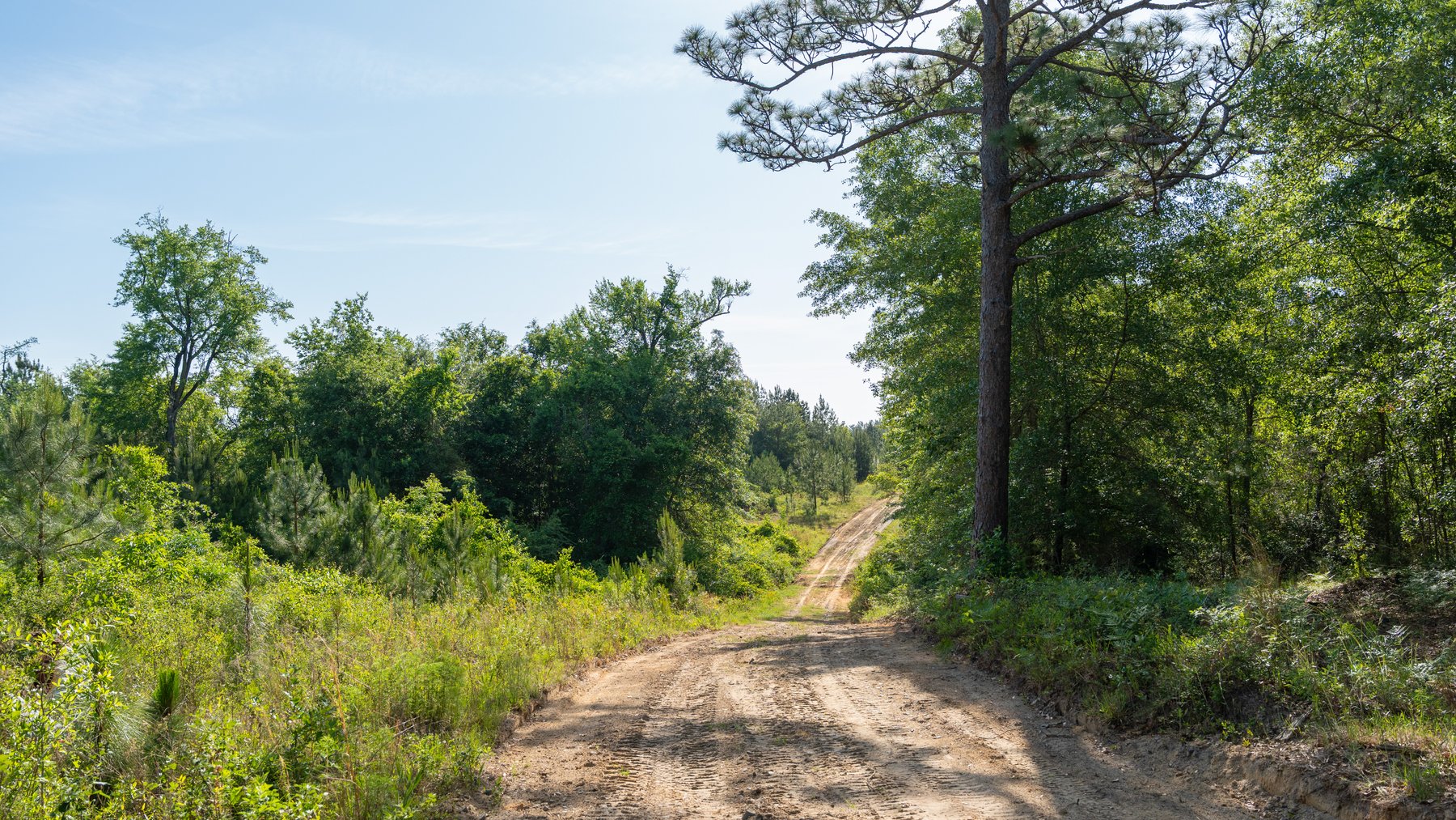 Image for 195+/- Total Acres - Premium Recreational Tract - Trophy Whitetails, Stocked Ponds & Plantation Pines