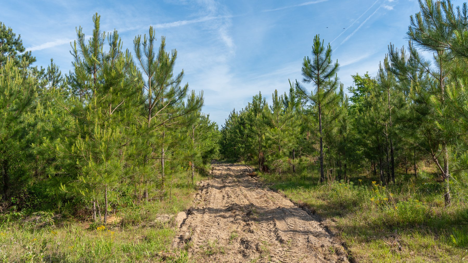 Image for 195+/- Total Acres - Premium Recreational Tract - Trophy Whitetails, Stocked Ponds & Plantation Pines