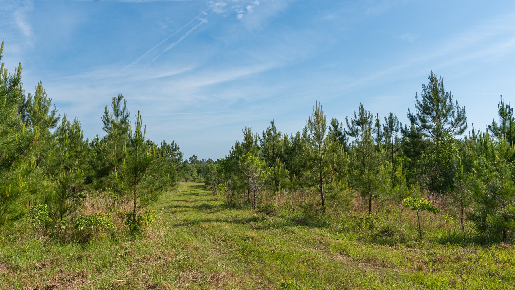 Image for 195+/- Total Acres - Premium Recreational Tract - Trophy Whitetails, Stocked Ponds & Plantation Pines