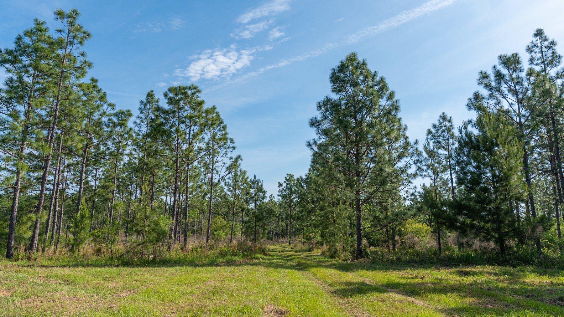 Image for 195+/- Total Acres - Premium Recreational Tract - Trophy Whitetails, Stocked Ponds & Plantation Pines