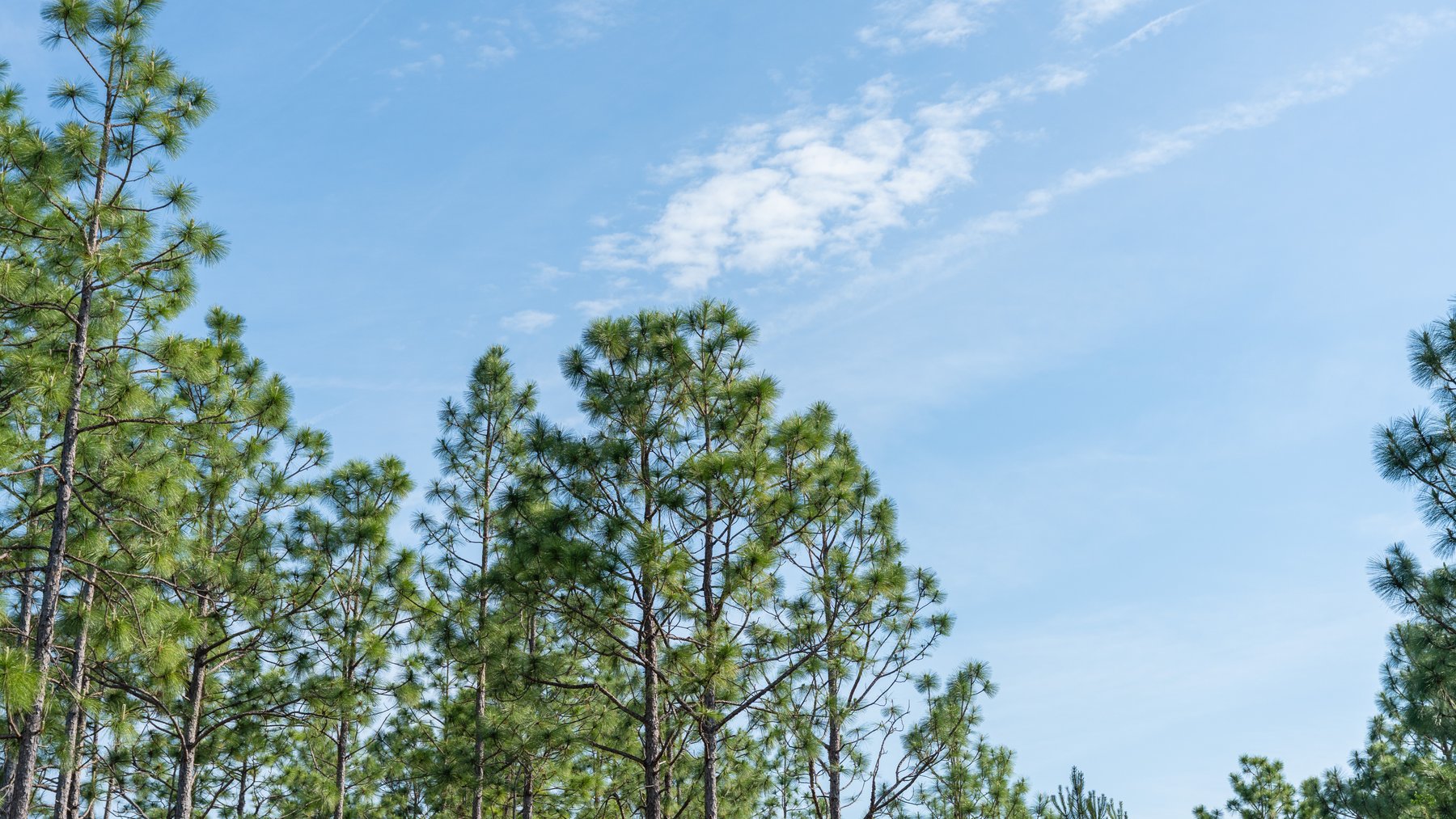 Image for 195+/- Total Acres - Premium Recreational Tract - Trophy Whitetails, Stocked Ponds & Plantation Pines