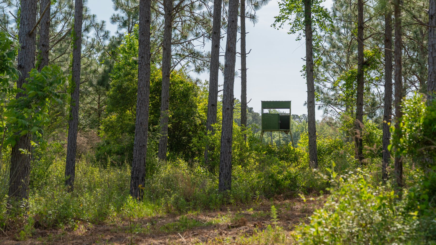 Image for 195+/- Total Acres - Premium Recreational Tract - Trophy Whitetails, Stocked Ponds & Plantation Pines