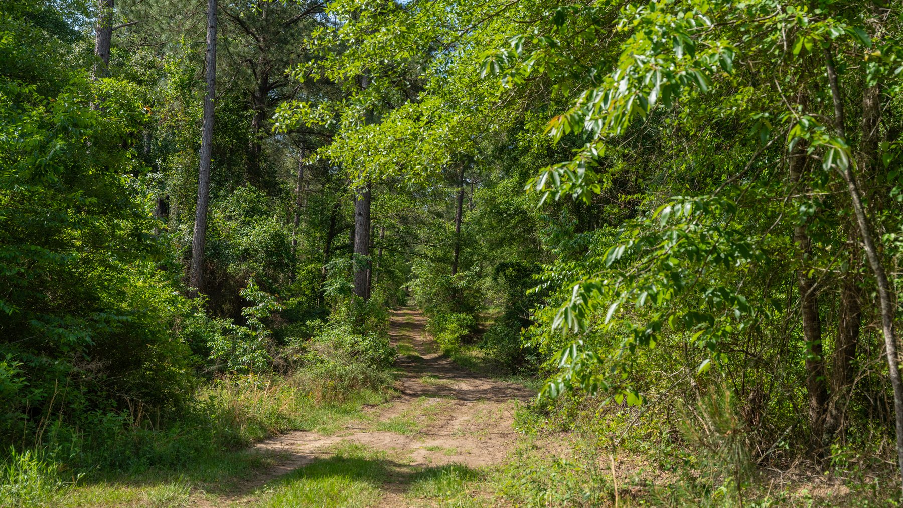 Image for 195+/- Total Acres - Premium Recreational Tract - Trophy Whitetails, Stocked Ponds & Plantation Pines