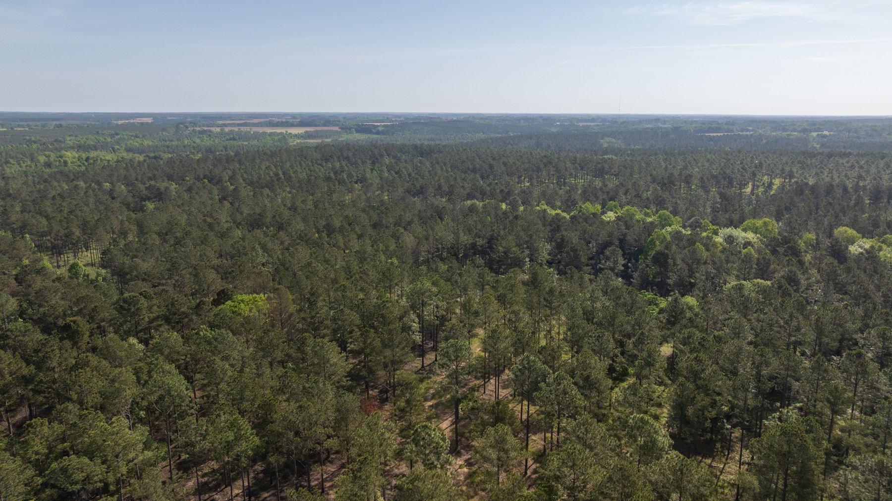 Image for 195+/- Total Acres - Premium Recreational Tract - Trophy Whitetails, Stocked Ponds & Plantation Pines