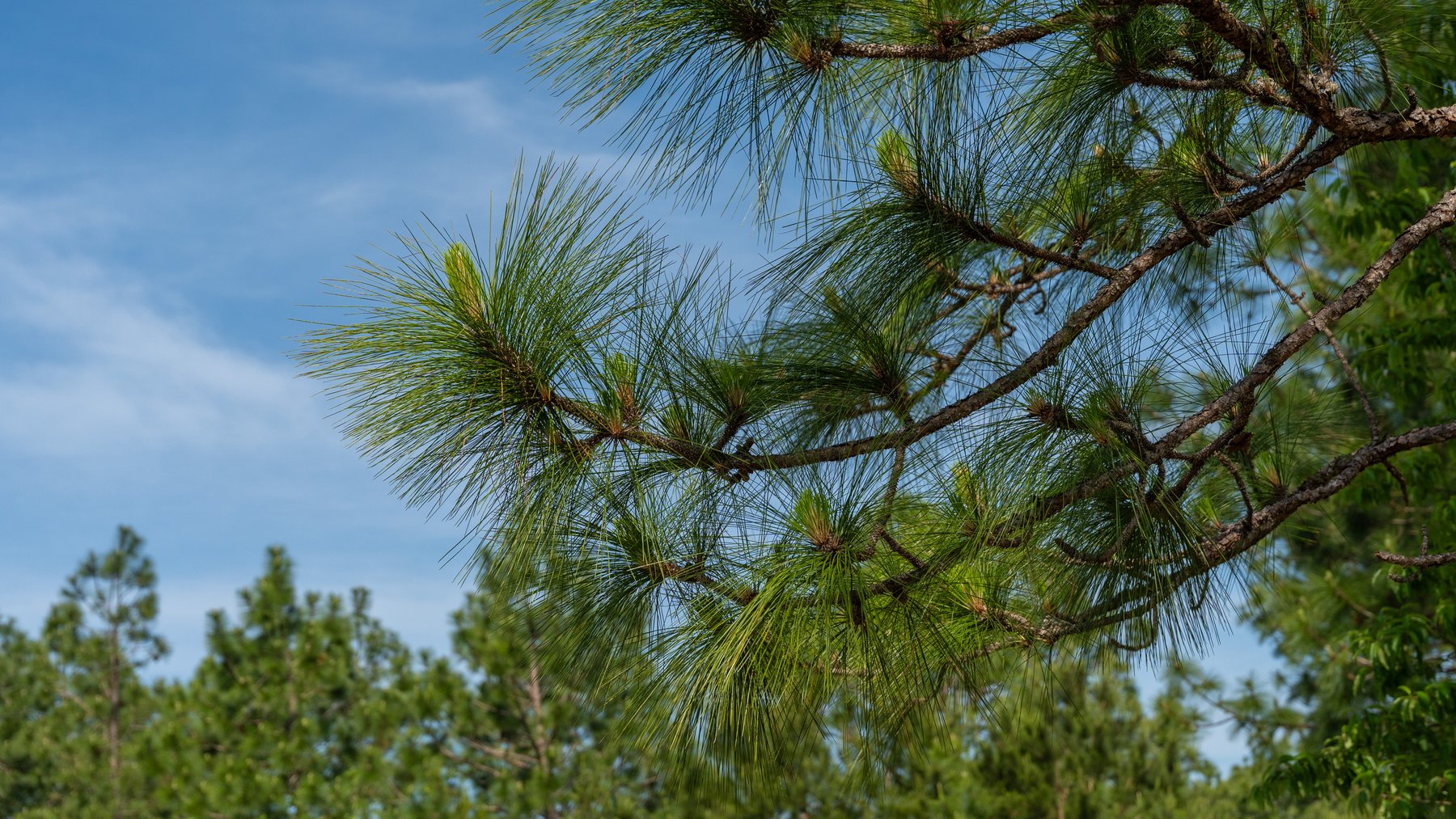 Image for 195+/- Total Acres - Premium Recreational Tract - Trophy Whitetails, Stocked Ponds & Plantation Pines