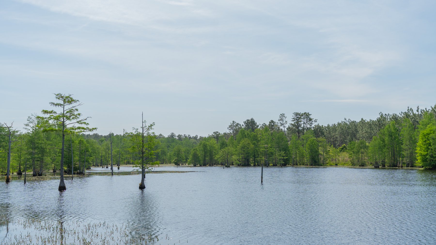 Image for 195+/- Total Acres - Premium Recreational Tract - Trophy Whitetails, Stocked Ponds & Plantation Pines