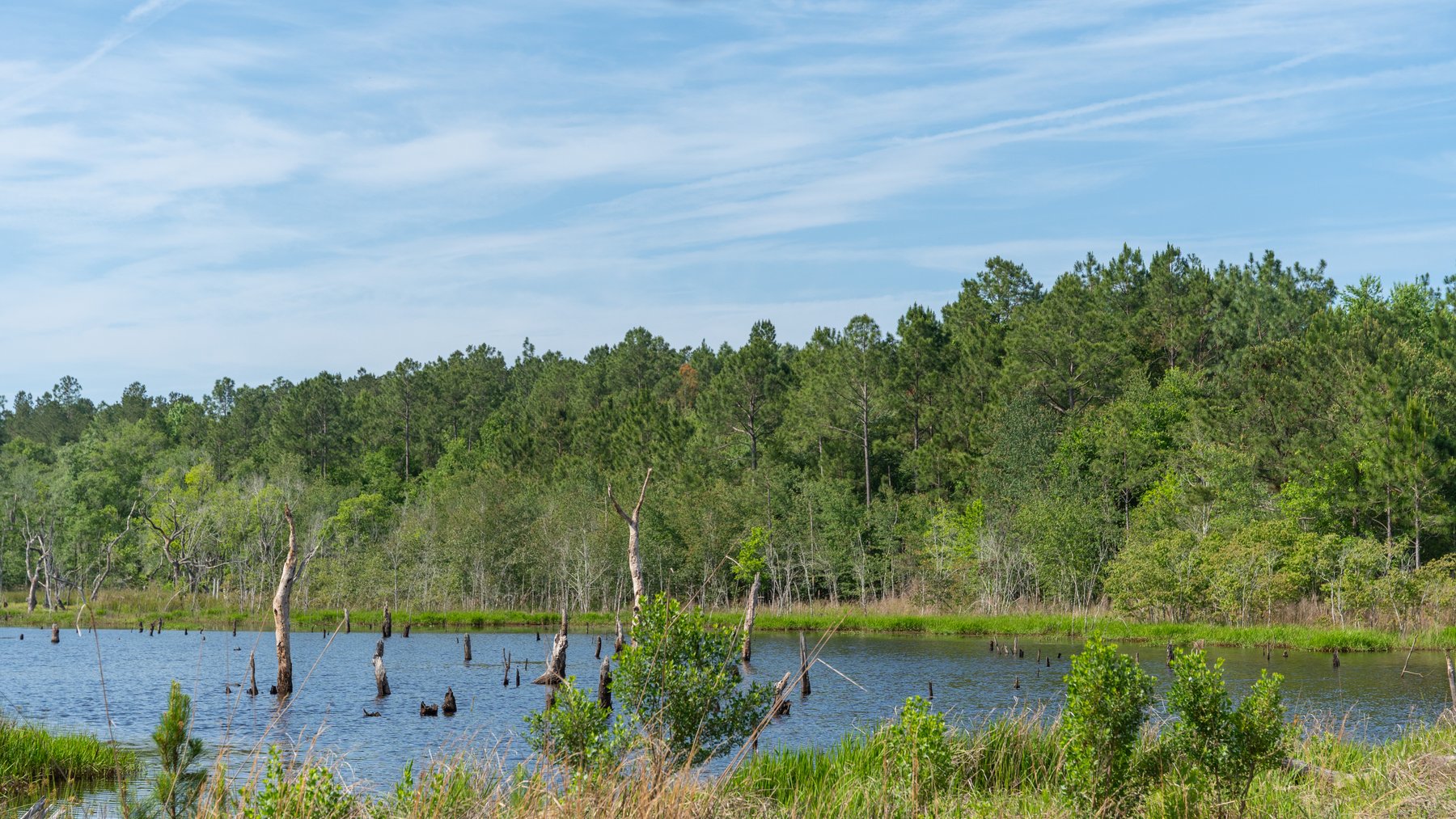 Image for 195+/- Total Acres - Premium Recreational Tract - Trophy Whitetails, Stocked Ponds & Plantation Pines
