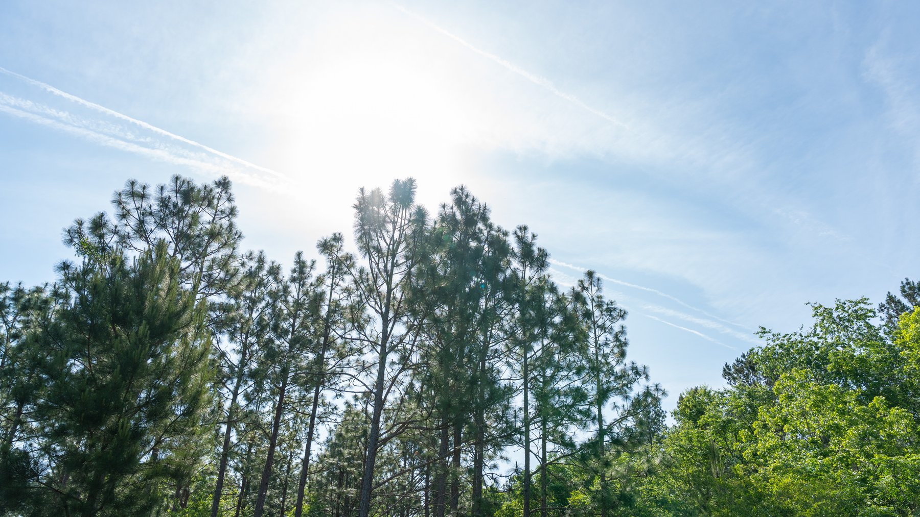 Image for 195+/- Total Acres - Premium Recreational Tract - Trophy Whitetails, Stocked Ponds & Plantation Pines