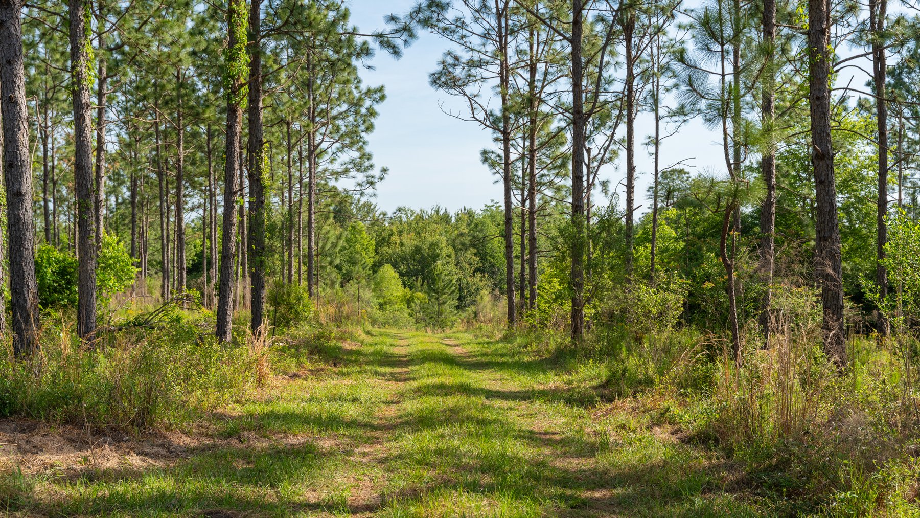 Image for 195+/- Total Acres - Premium Recreational Tract - Trophy Whitetails, Stocked Ponds & Plantation Pines