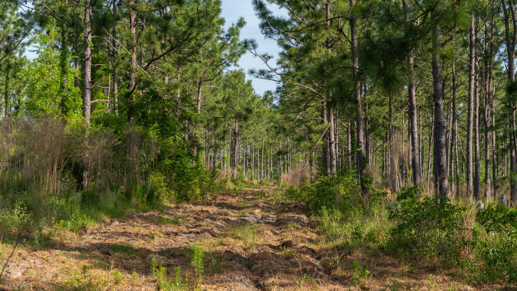 Image for 195+/- Total Acres - Premium Recreational Tract - Trophy Whitetails, Stocked Ponds & Plantation Pines
