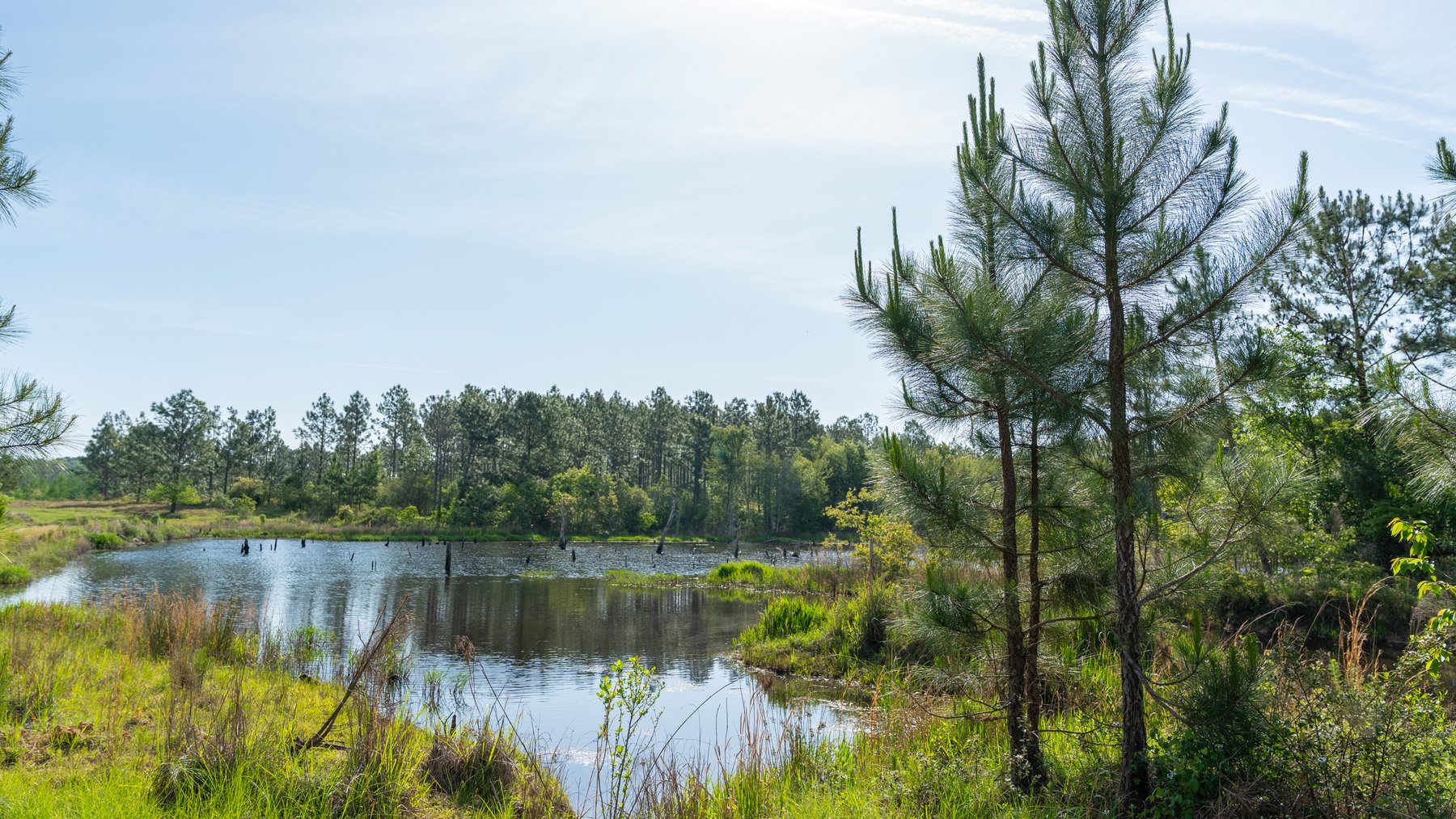 Image for 195+/- Total Acres - Premium Recreational Tract - Trophy Whitetails, Stocked Ponds & Plantation Pines