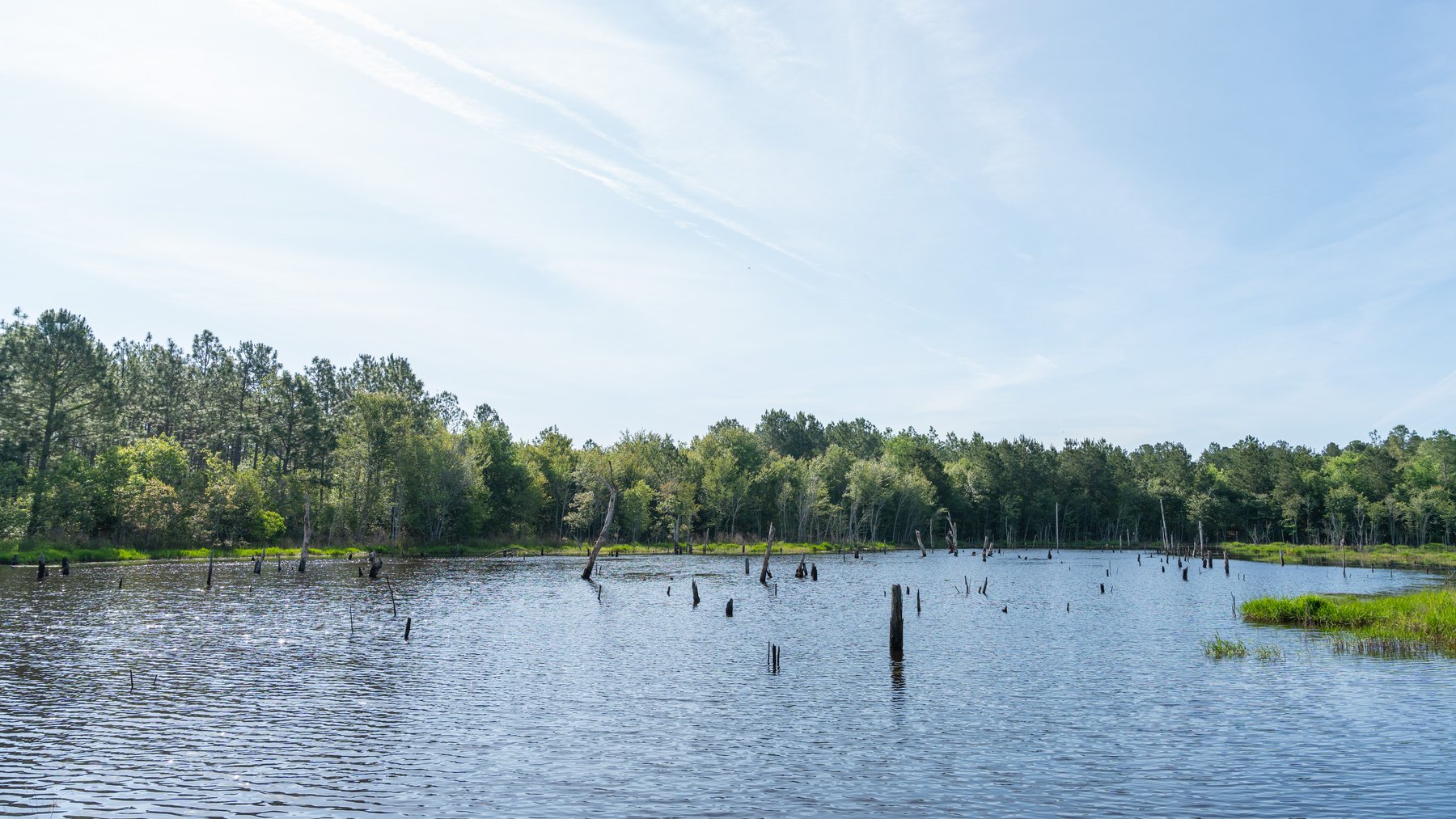 Image for 195+/- Total Acres - Premium Recreational Tract - Trophy Whitetails, Stocked Ponds & Plantation Pines