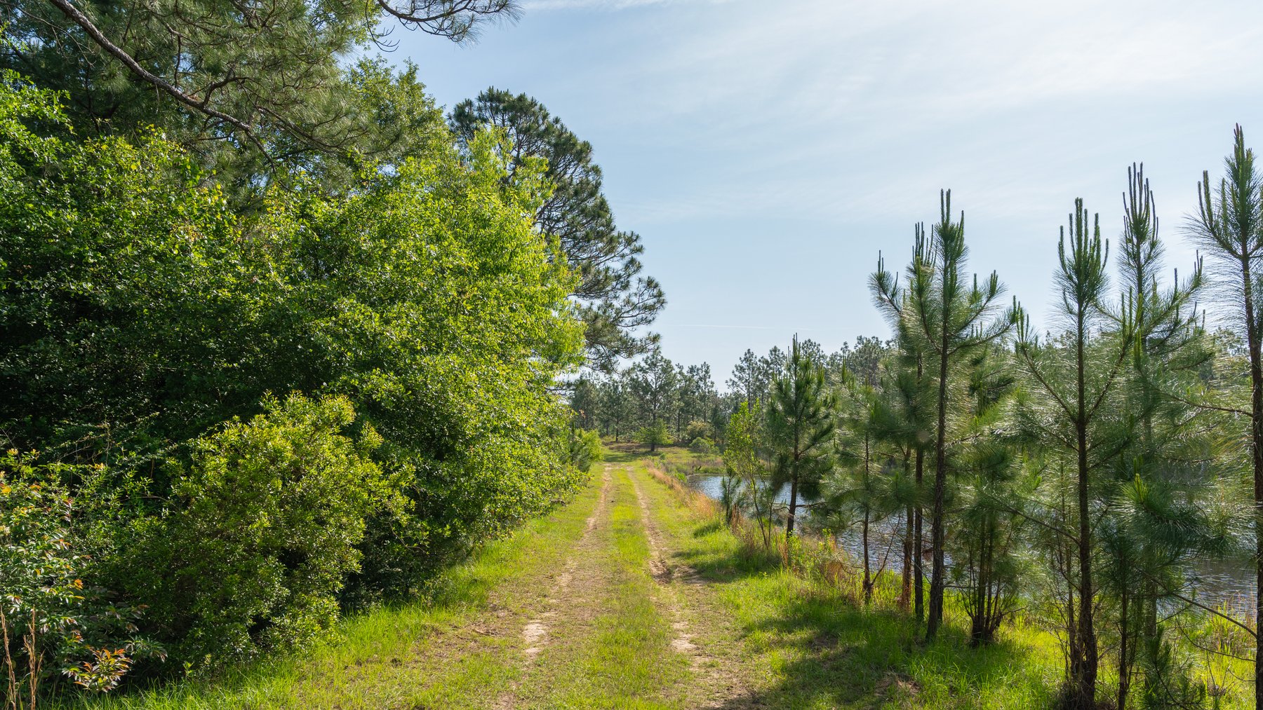 Image for 195+/- Total Acres - Premium Recreational Tract - Trophy Whitetails, Stocked Ponds & Plantation Pines