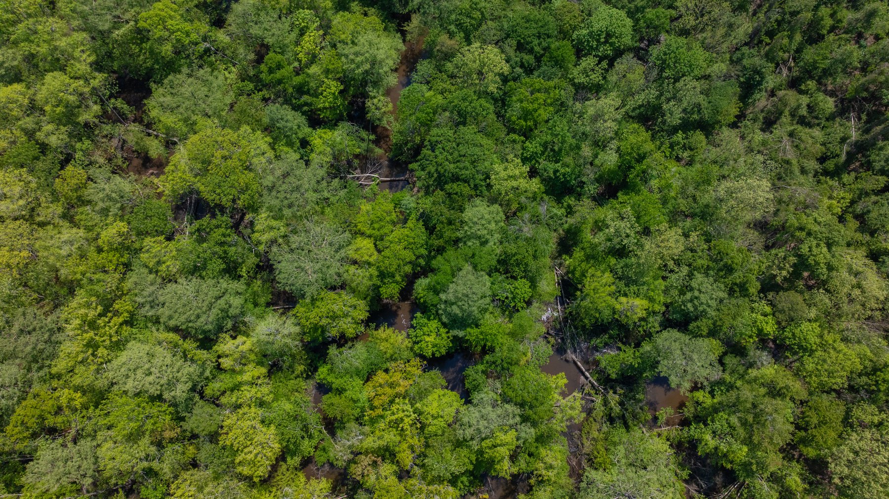 Image for 165+/- Acres - Exceptional Hunting Tract - Timber Investment Opportunity - Williamson Swamp Creek Frontage